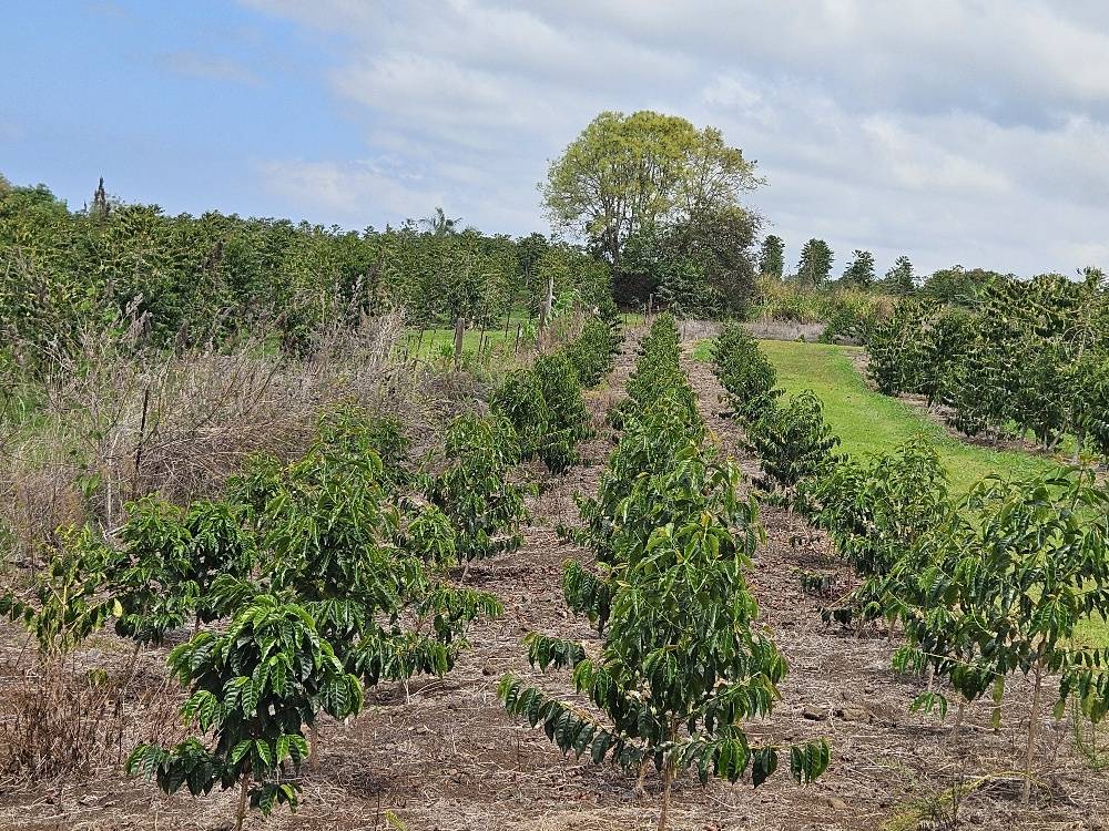 Captain Cook, HI 96704