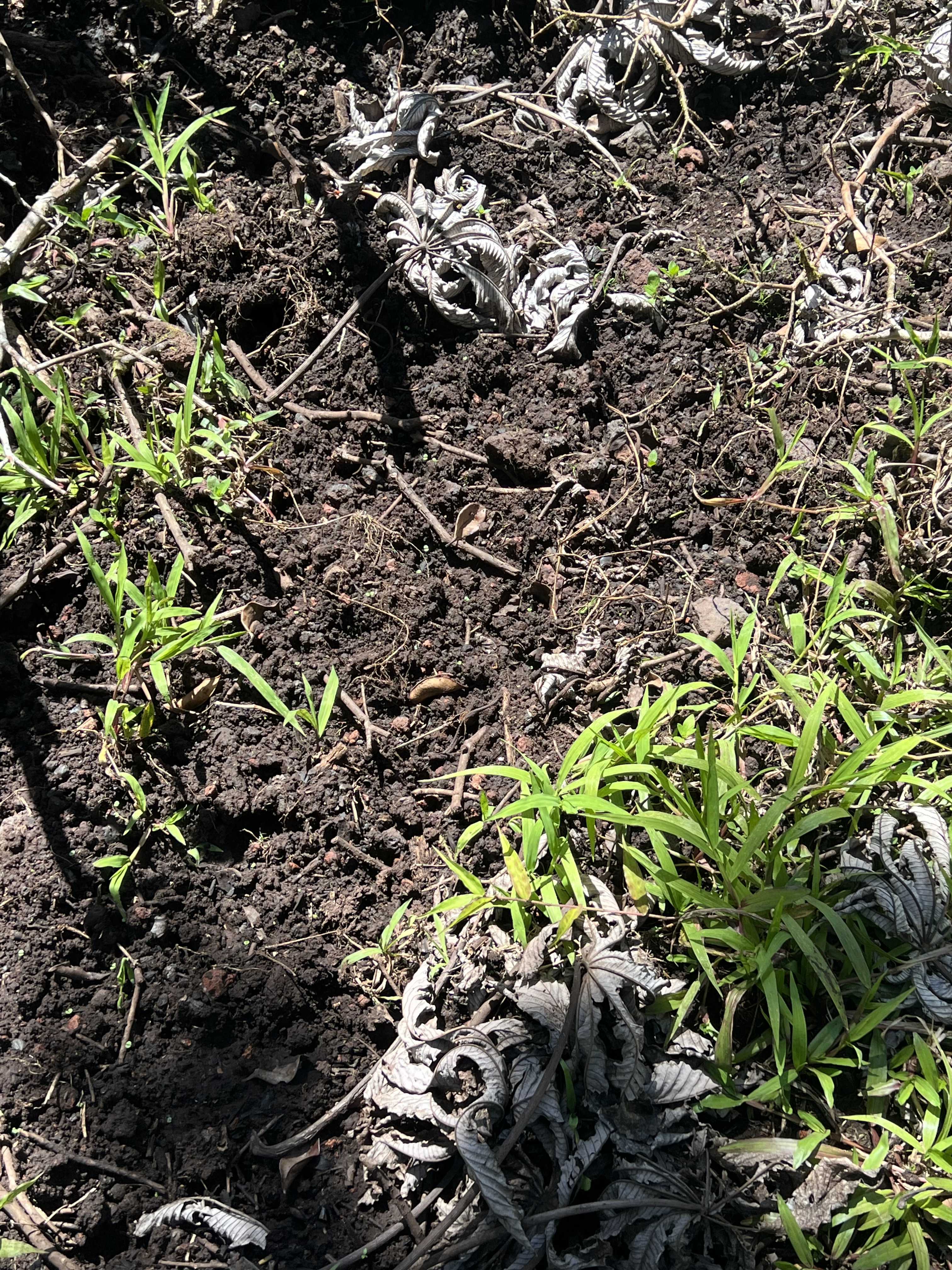 Pahoa, HI 96778,SOUTH RD