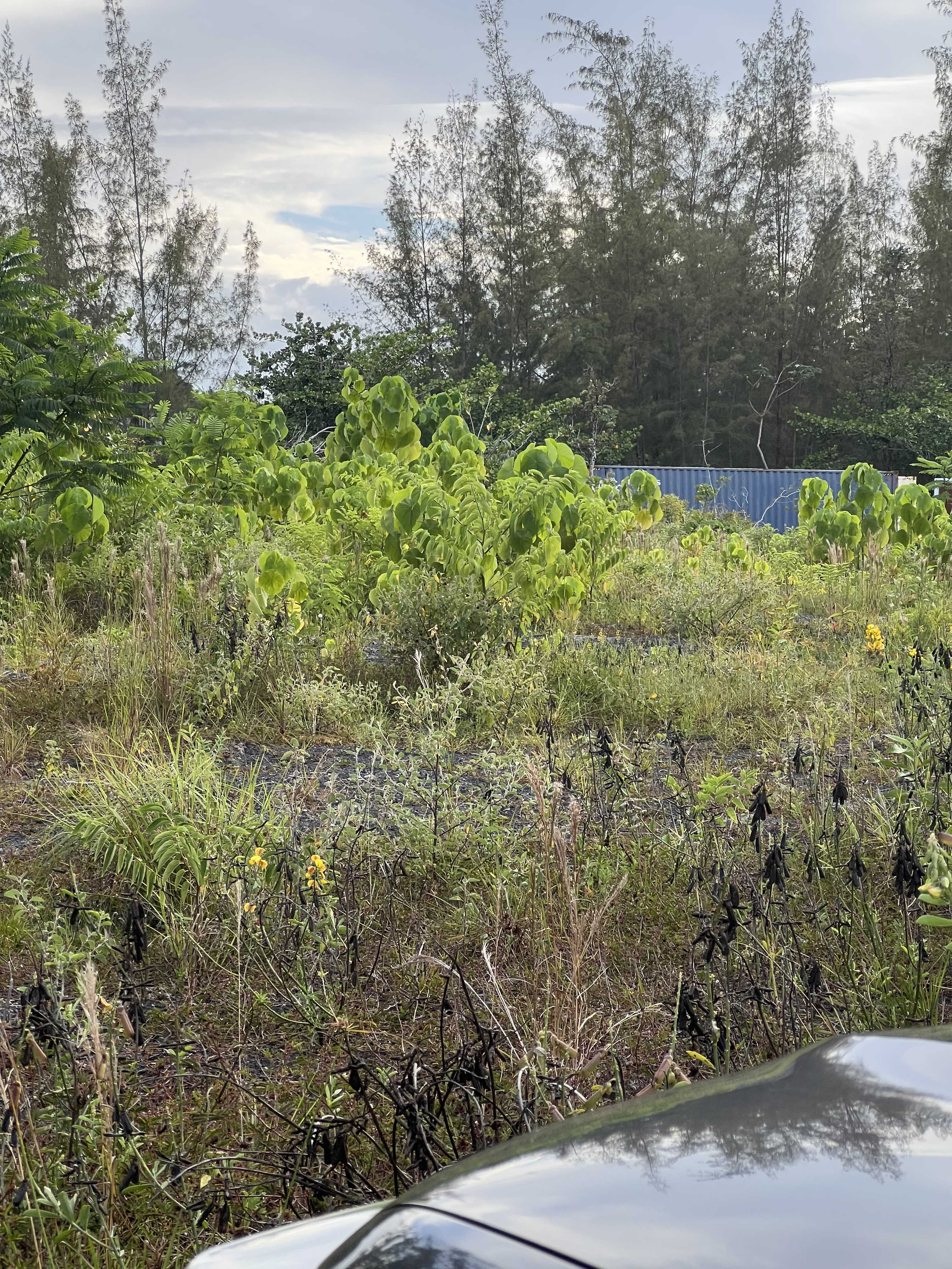 Keaau, HI 96749,15-1702 1ST AVE