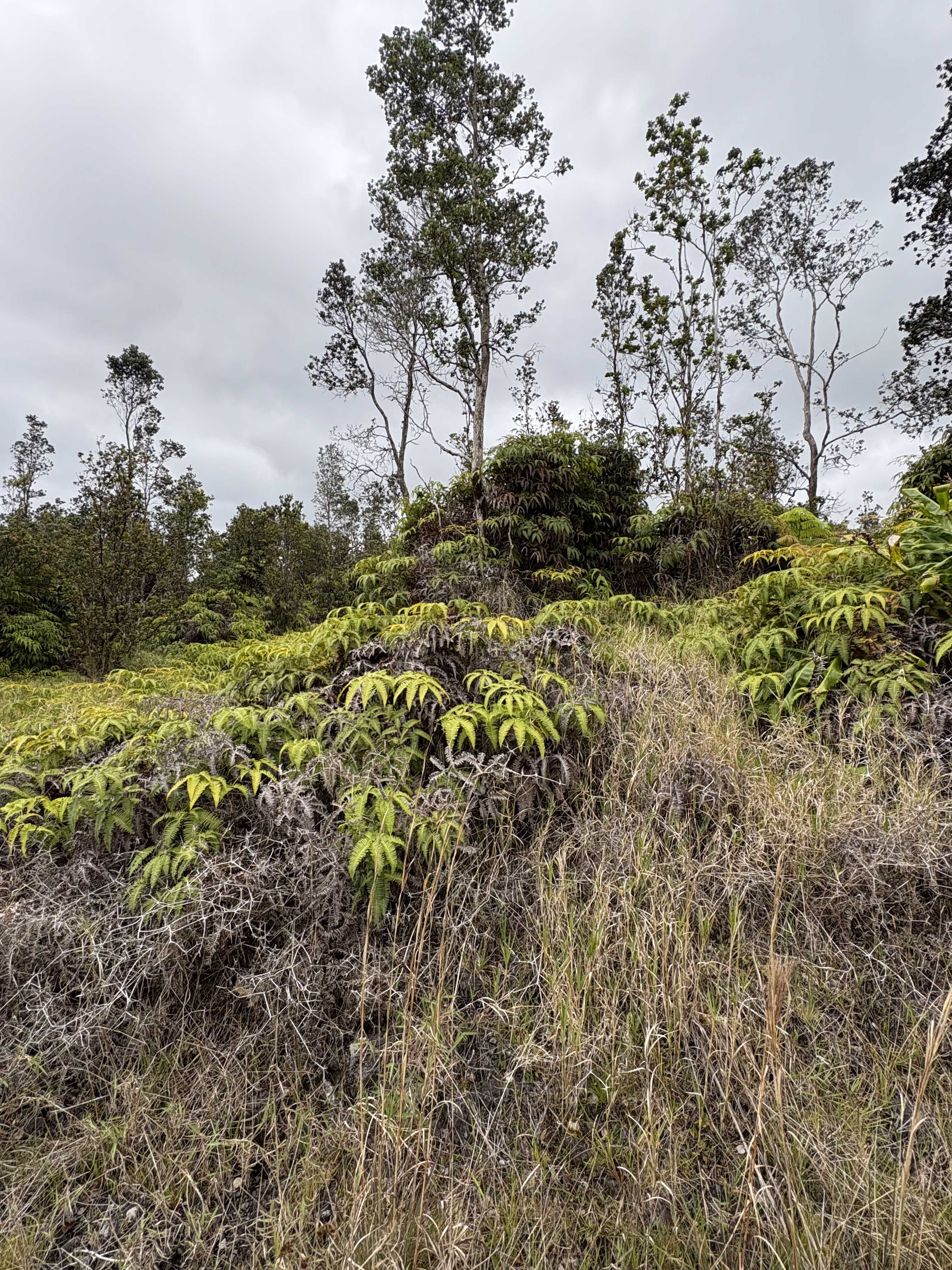 Volcano, HI 96785,VOLCANO RD