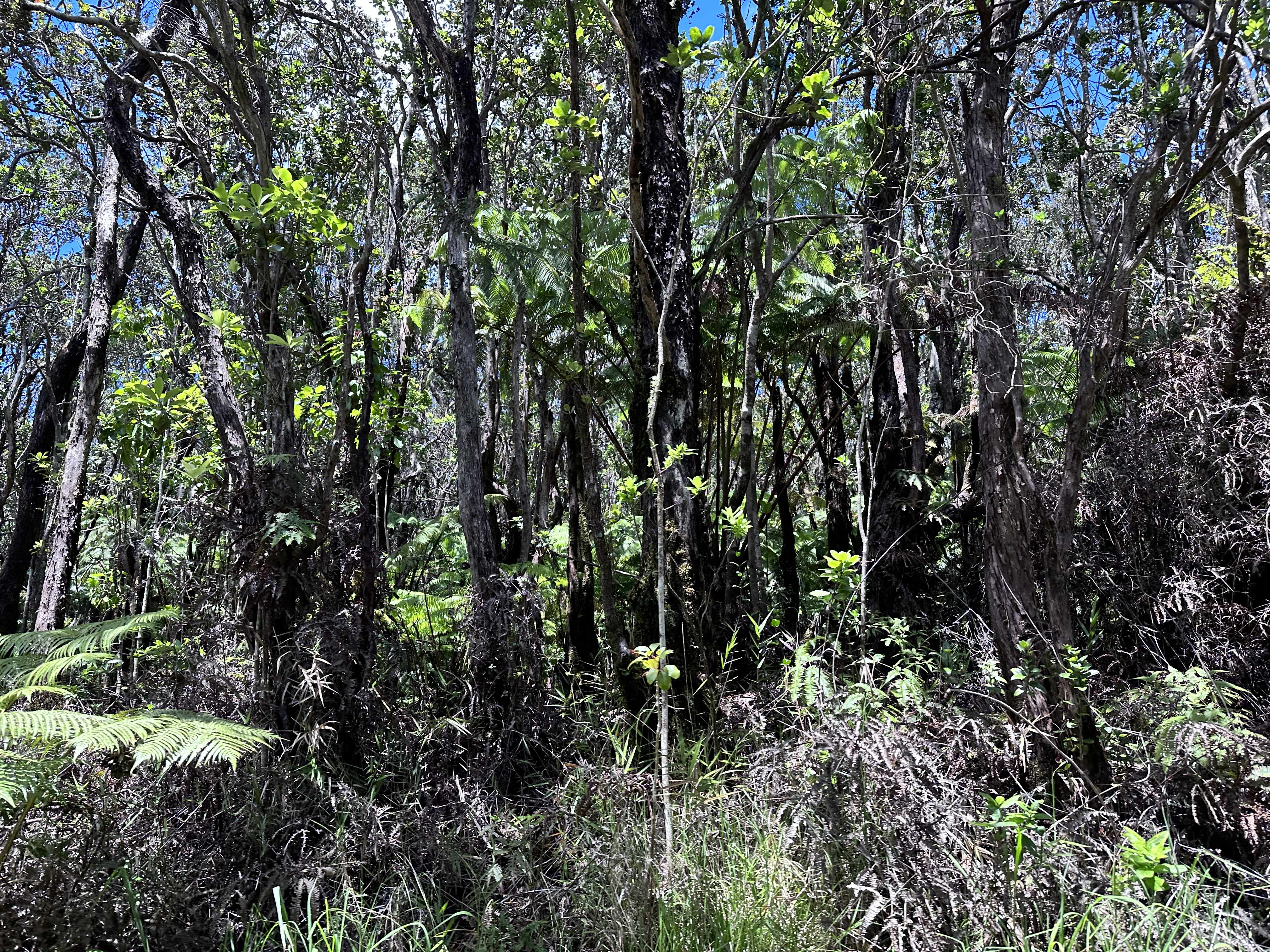 Mountain View, HI 96760,ROAD 5 (UAU)