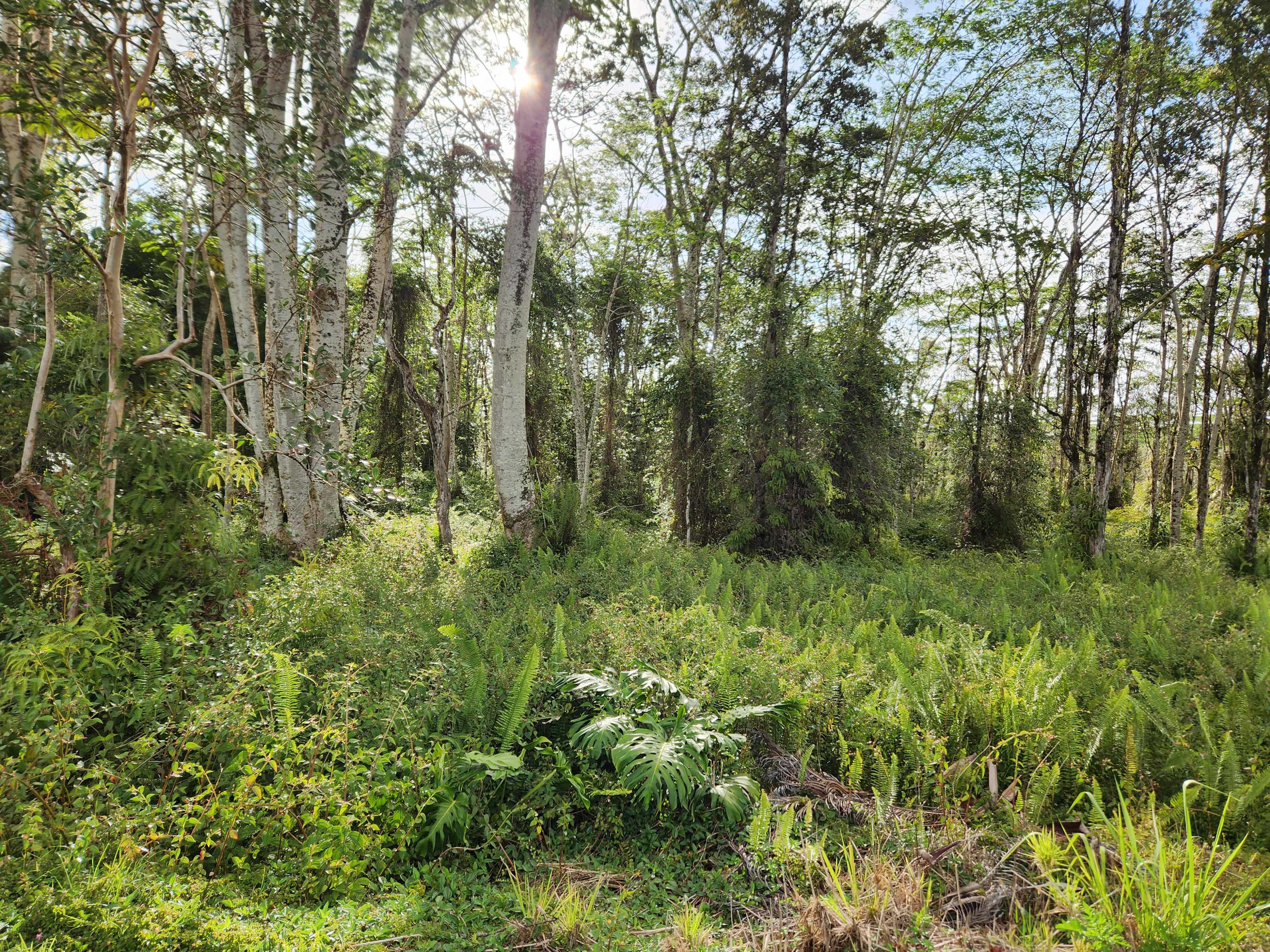 Pahoa, HI 96778,KEHAU RD