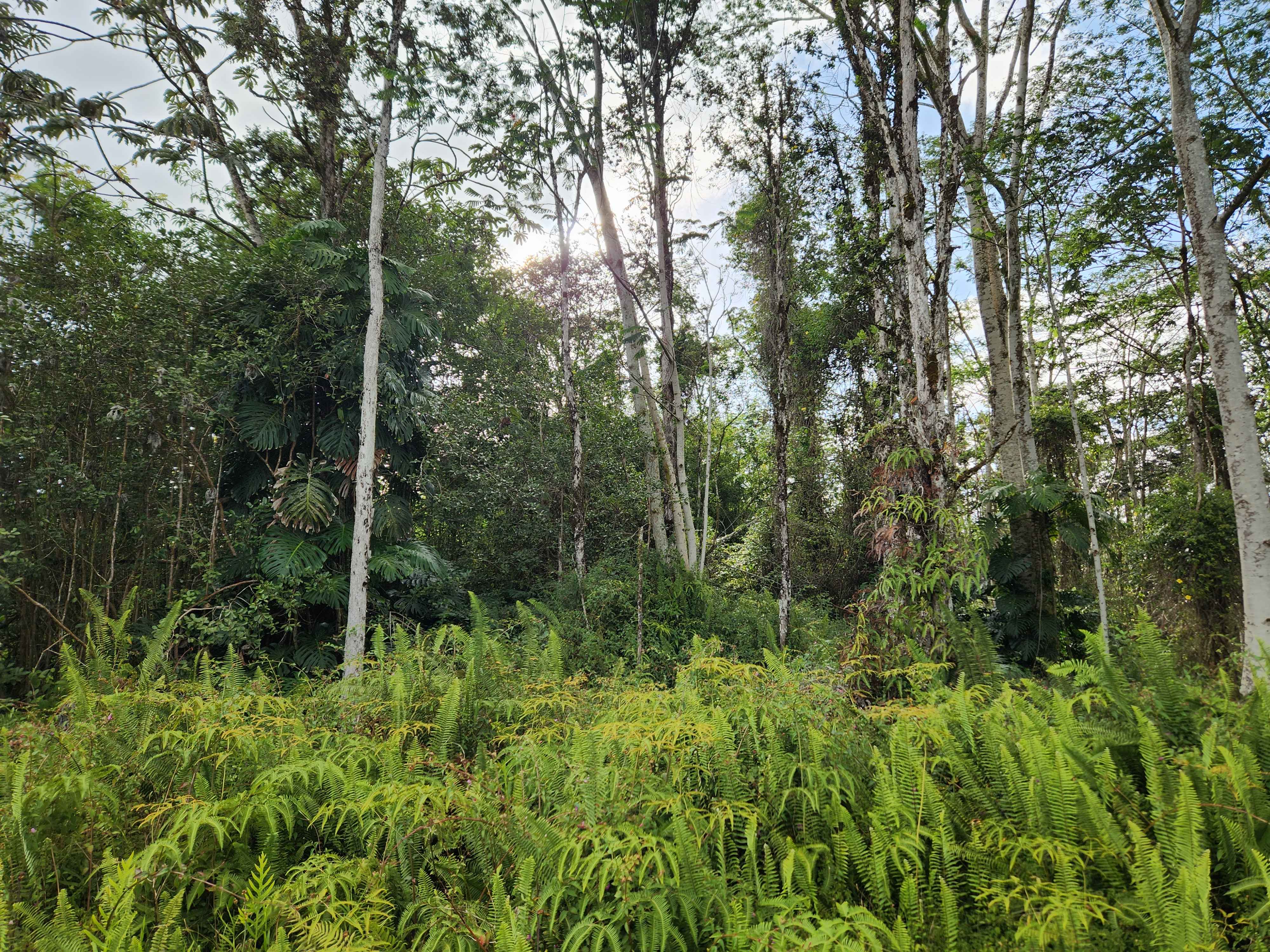 Pahoa, HI 96778,KEHAU RD