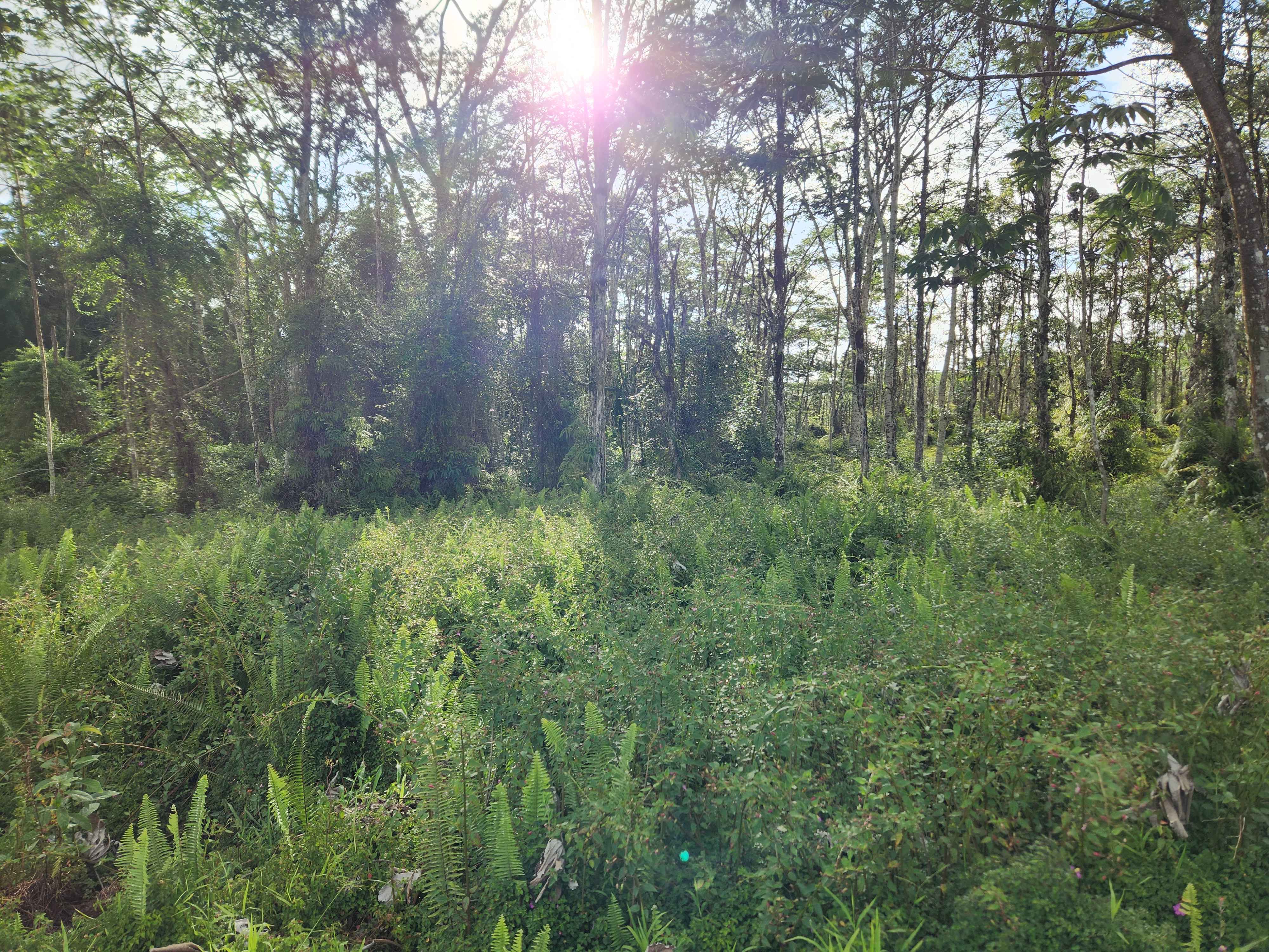 Pahoa, HI 96778,KEHAU RD