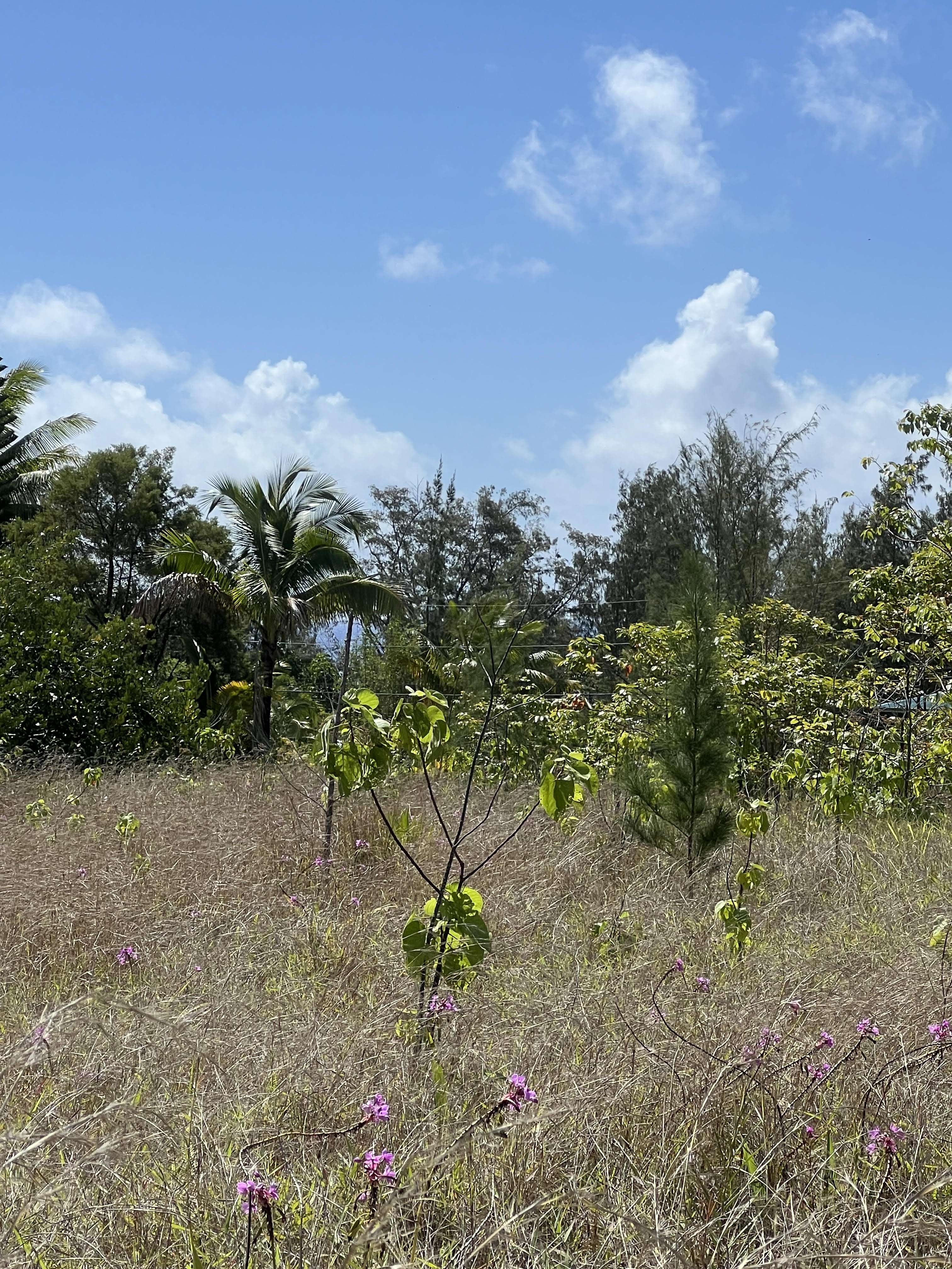 Pahoa, HI 96778,WAIOLEKA ST