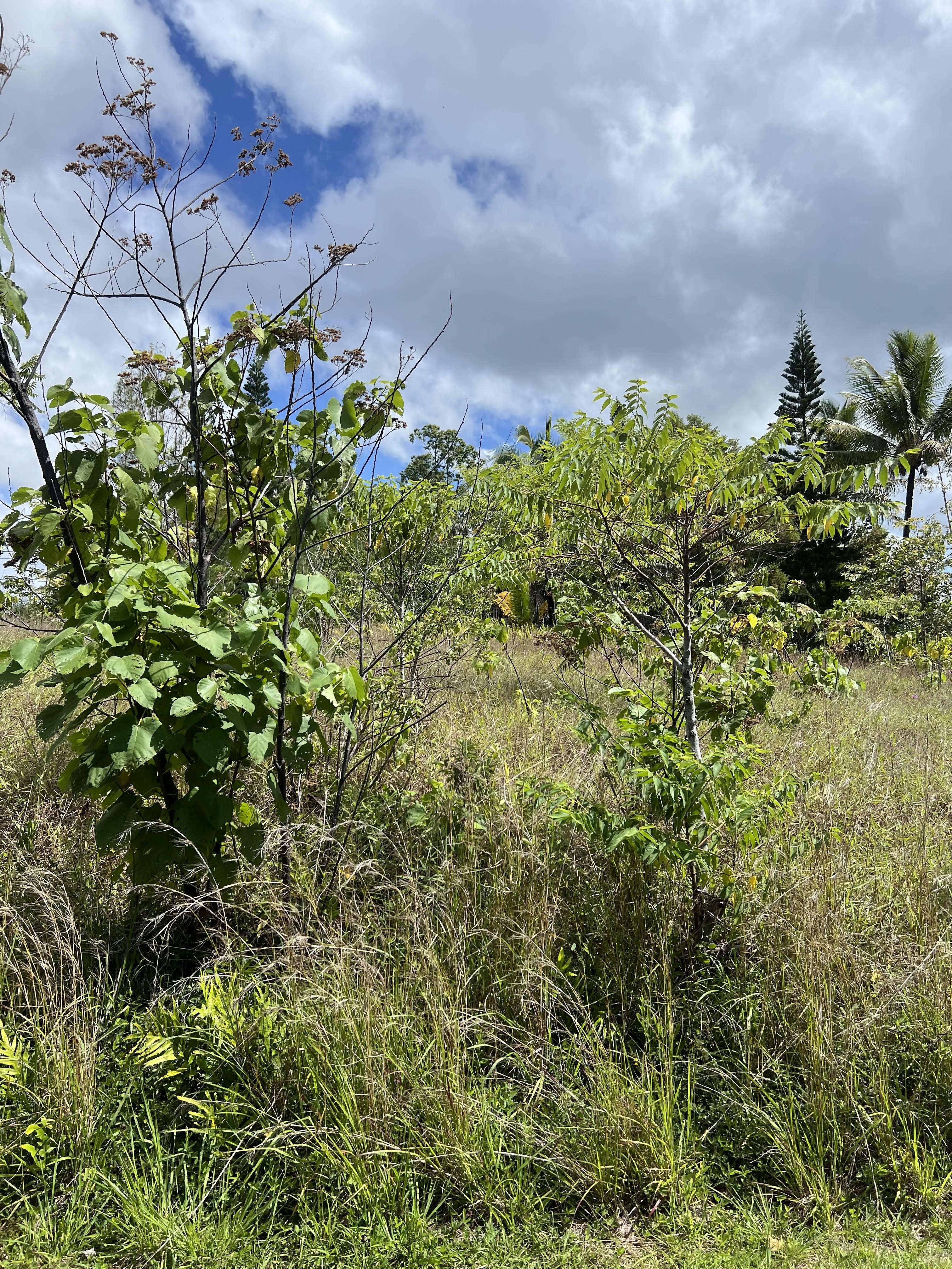 Pahoa, HI 96778,WAIOLEKA ST