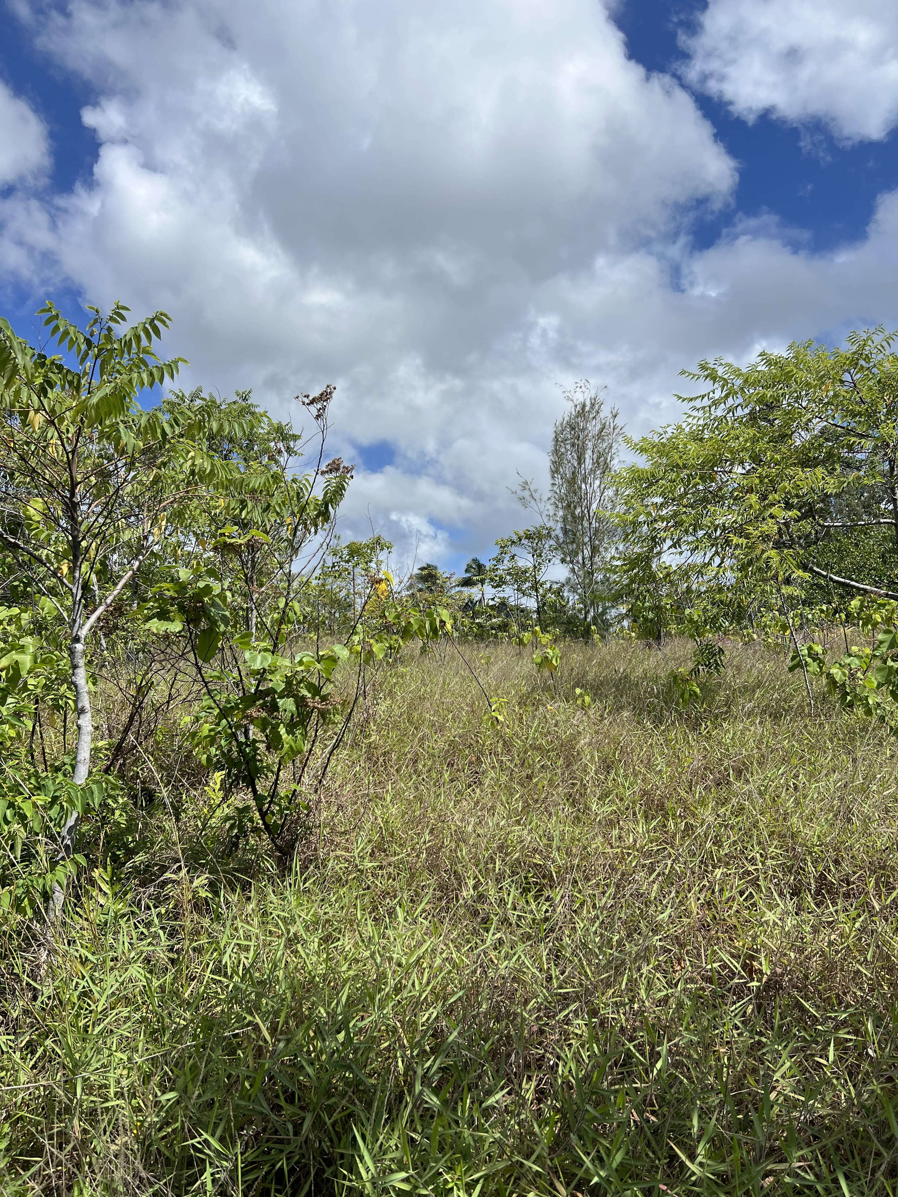 Pahoa, HI 96778,WAIOLEKA ST