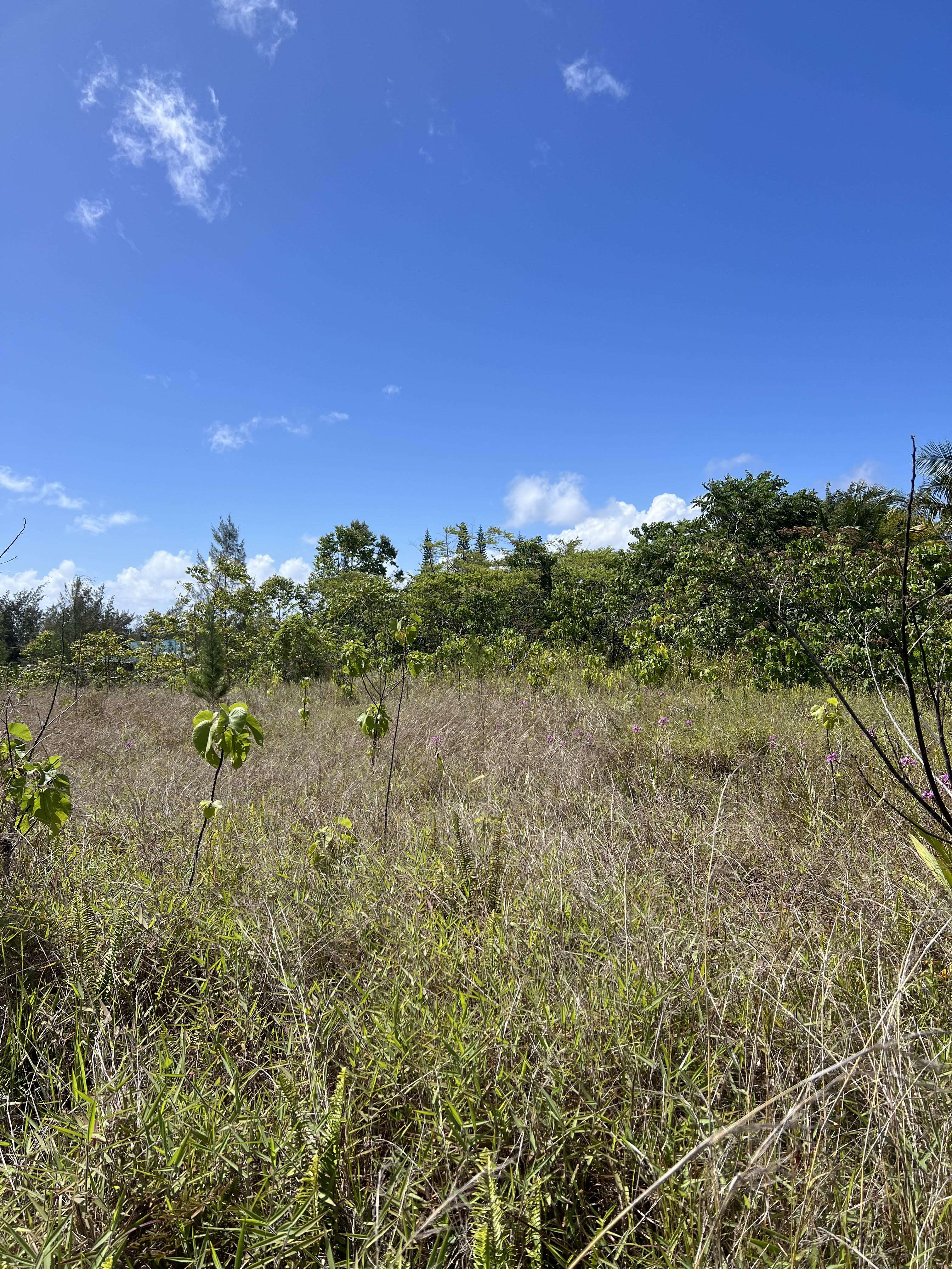 Pahoa, HI 96778,OLIANA DR