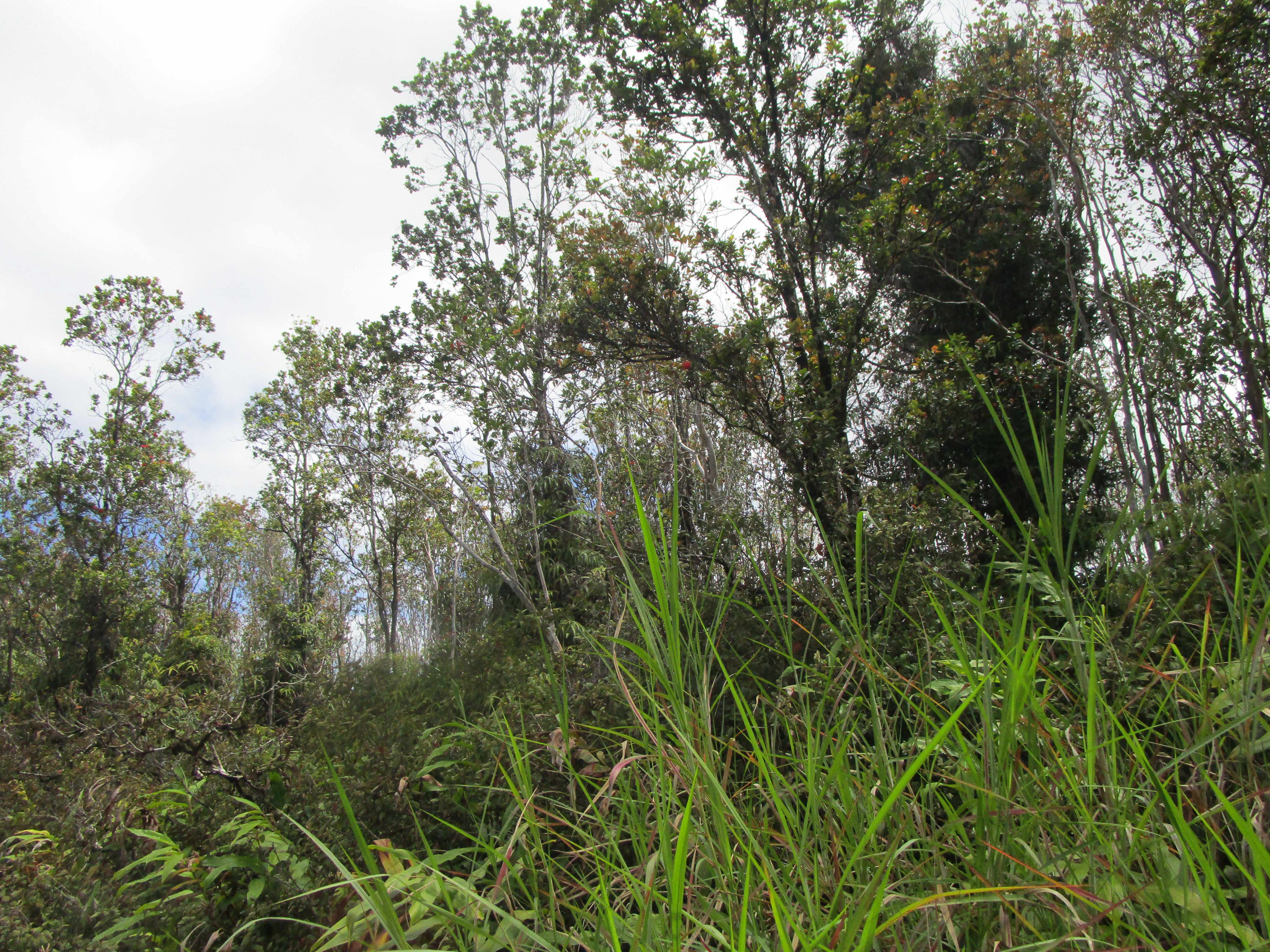 Keaau, HI 96749,9TH AVE (KALAUNU)