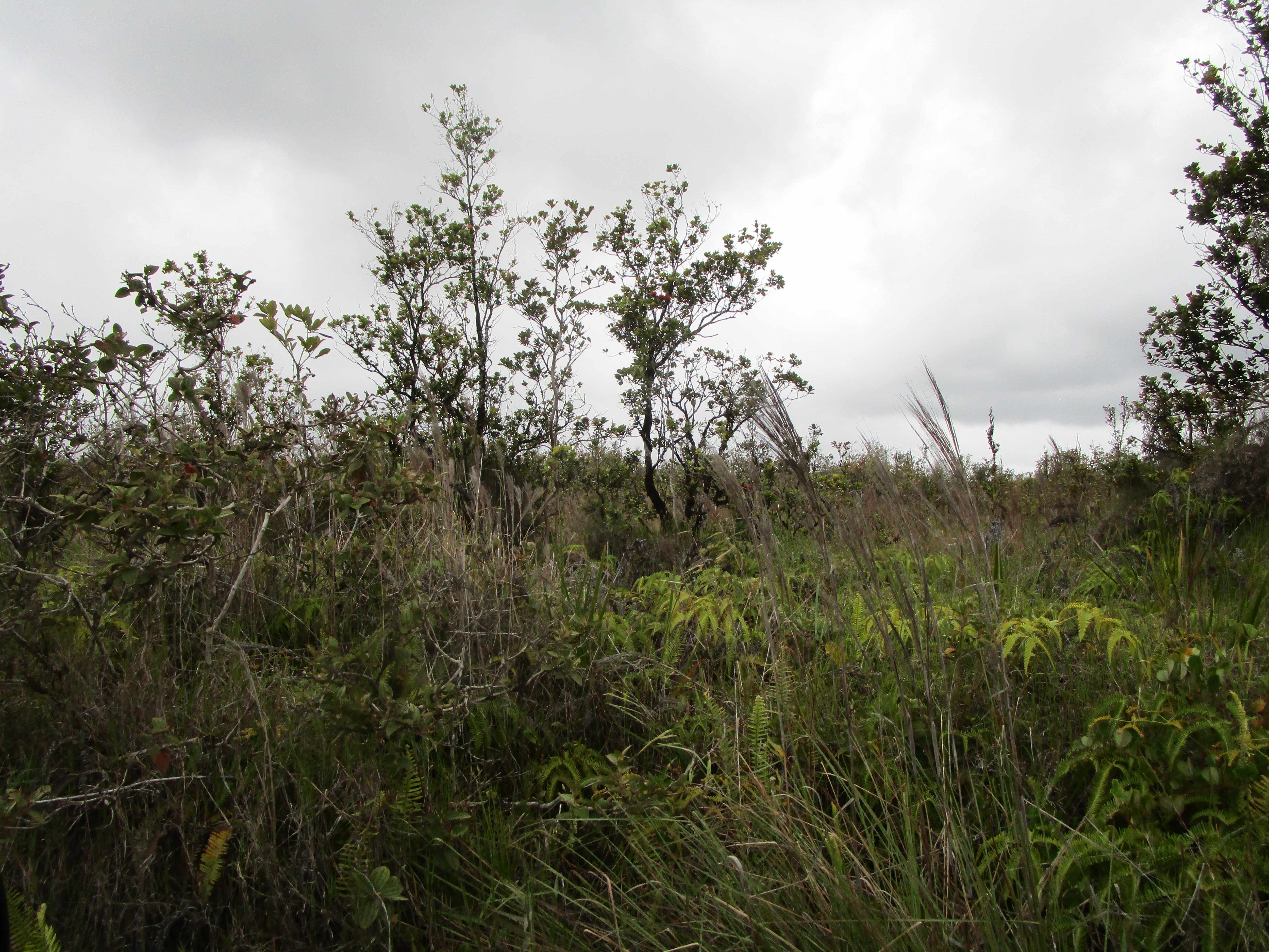 Volcano, HI 96785,OMEKA RD