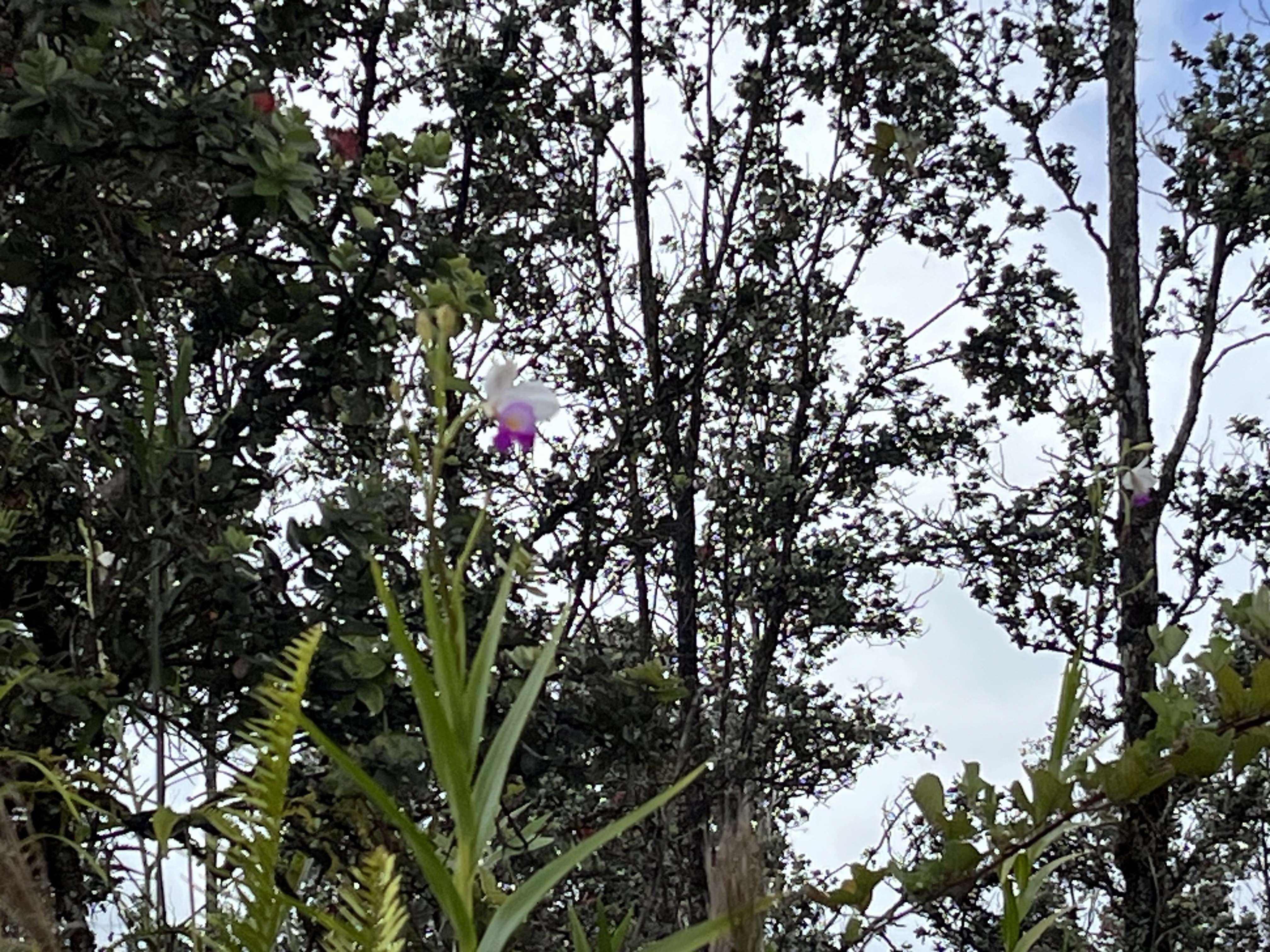 Mountain View, HI 96771,LEHUA ST