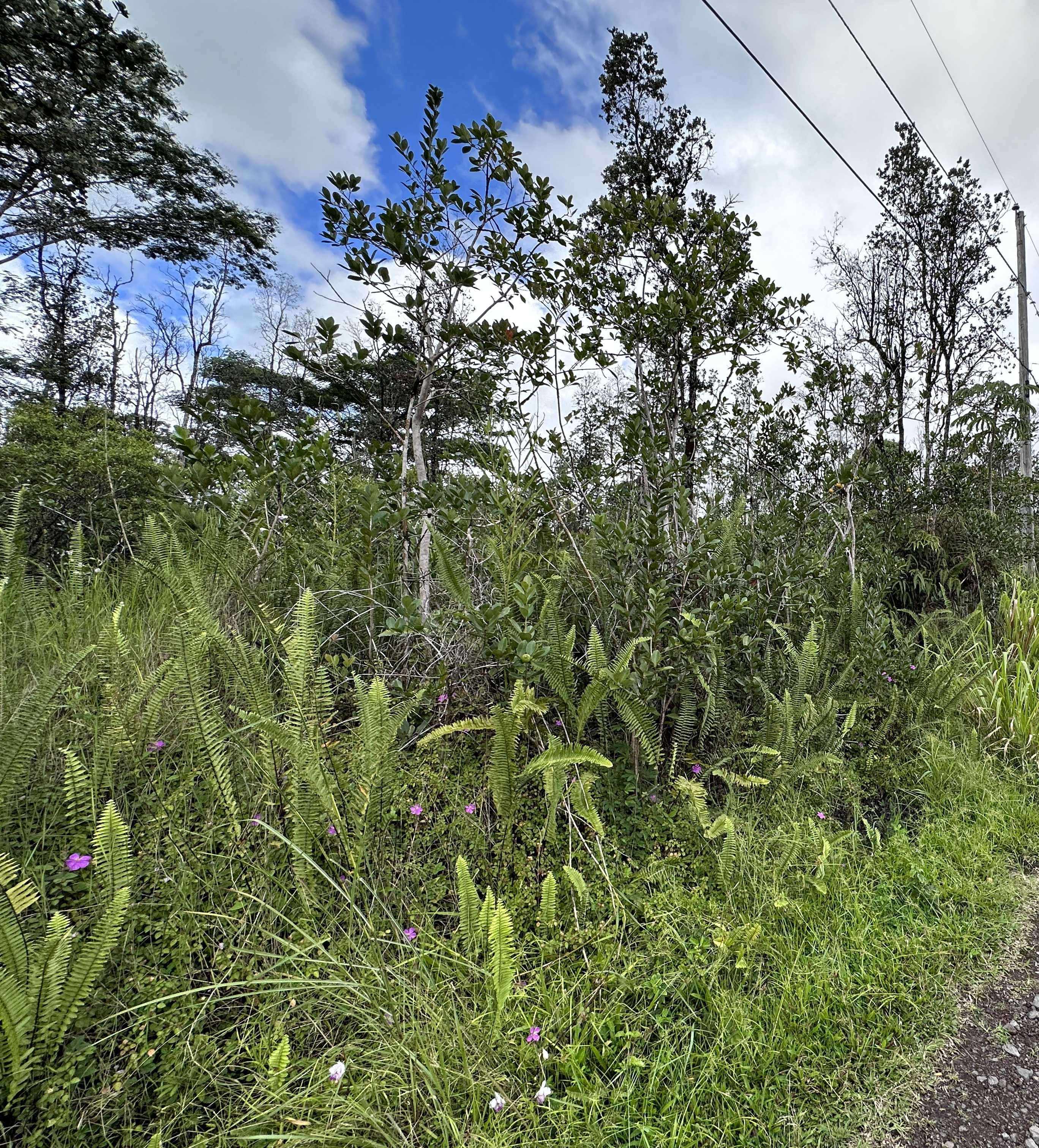 Ocean View, HI 96737