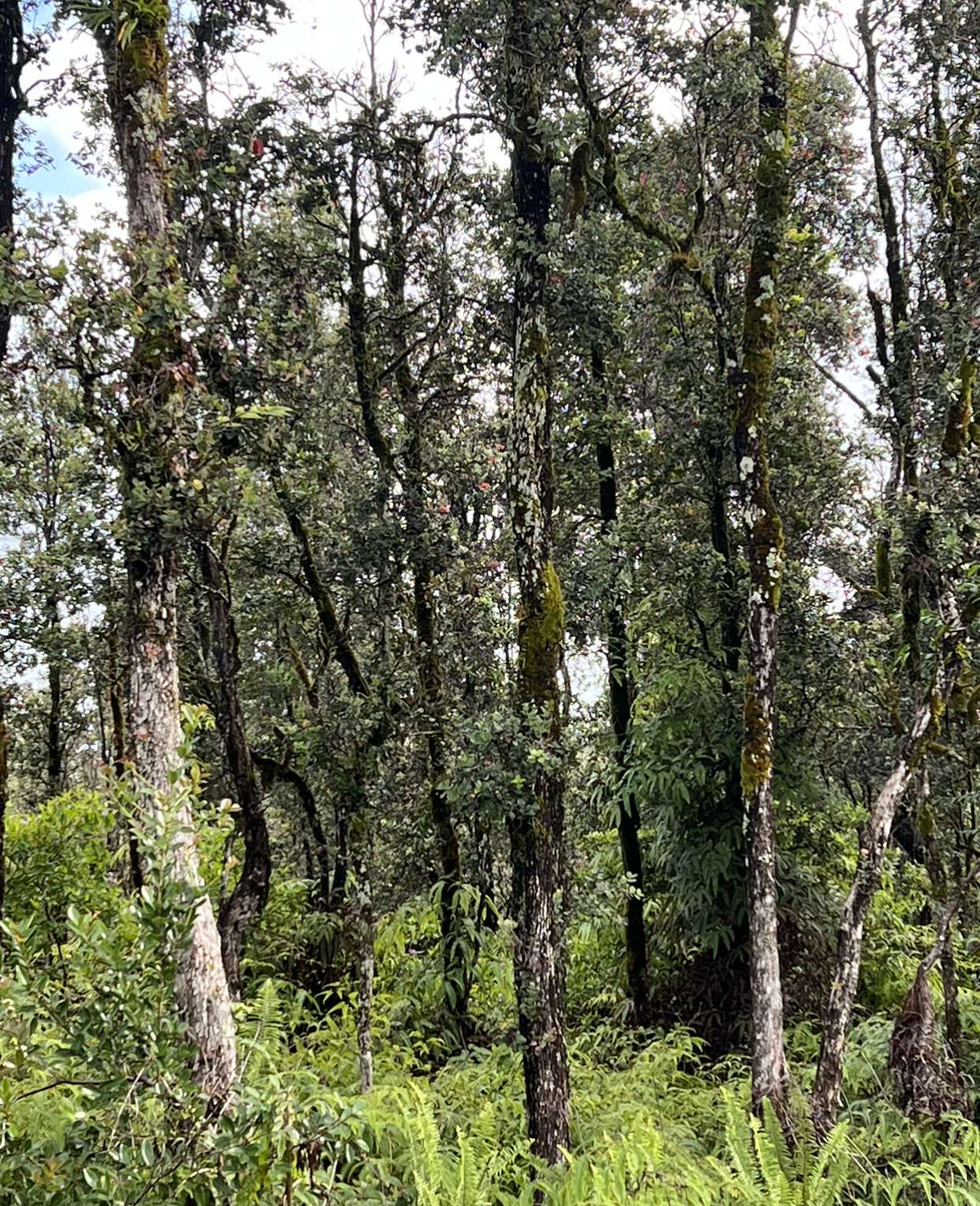 Mountain View, HI 96760,16-1569 AO RD