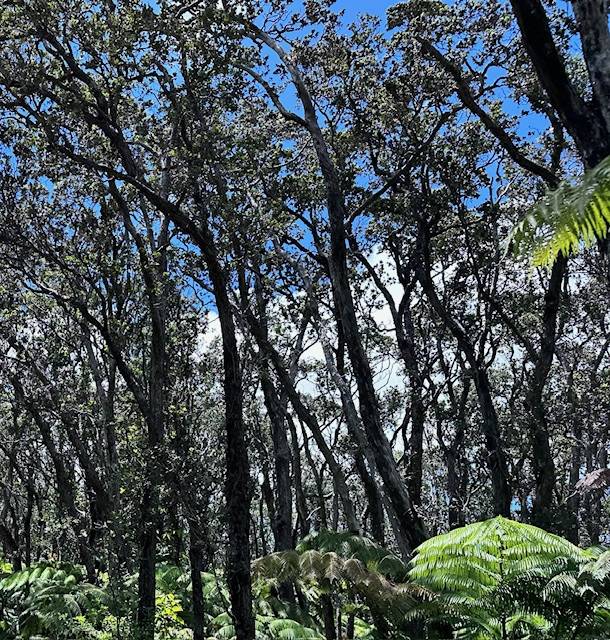 Mountain View, HI 96760,16-1573 AO RD