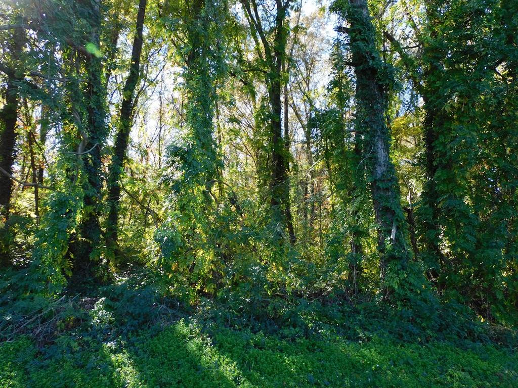South Boston, VA 24592,4.70 AC Hamilton Boulevard