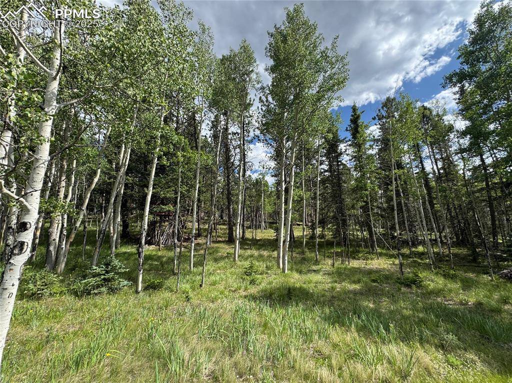 Lake George, CO 80827,117 Vagabond Creek TER