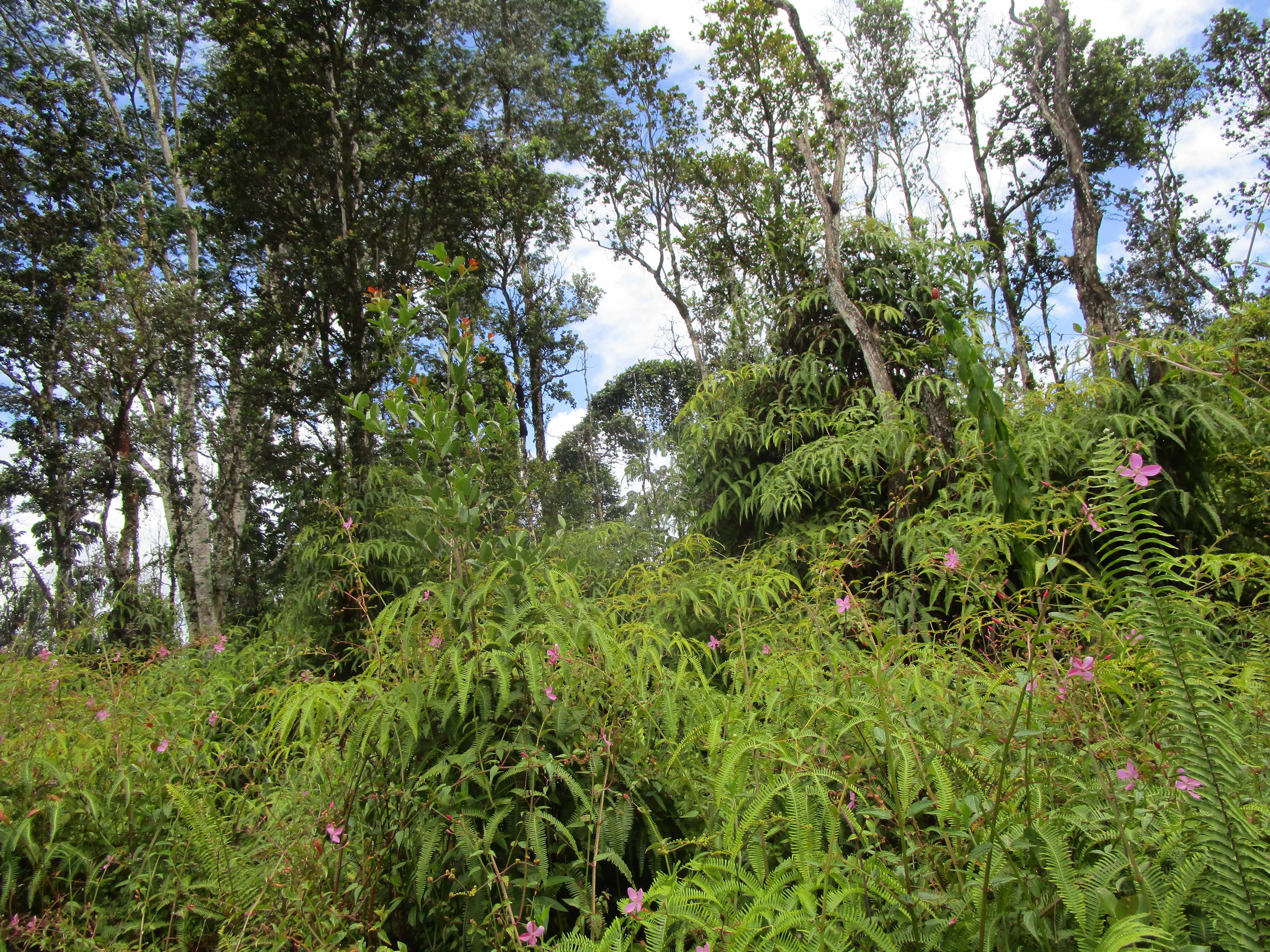 Pahoa, HI 96778,LEHUA RD