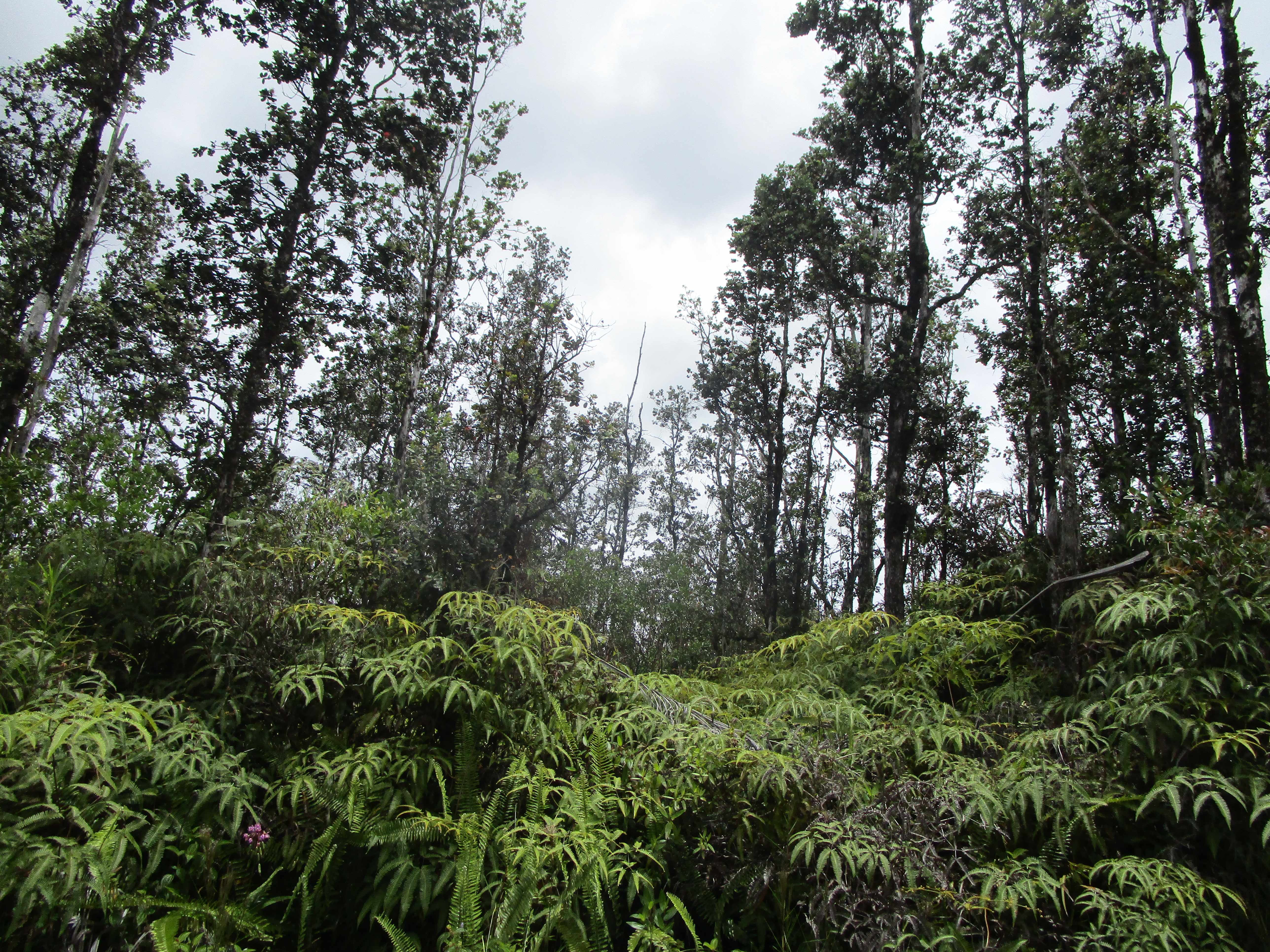 Mountain View, HI 96760,ROAD 9 (KOLOA MAOLI)