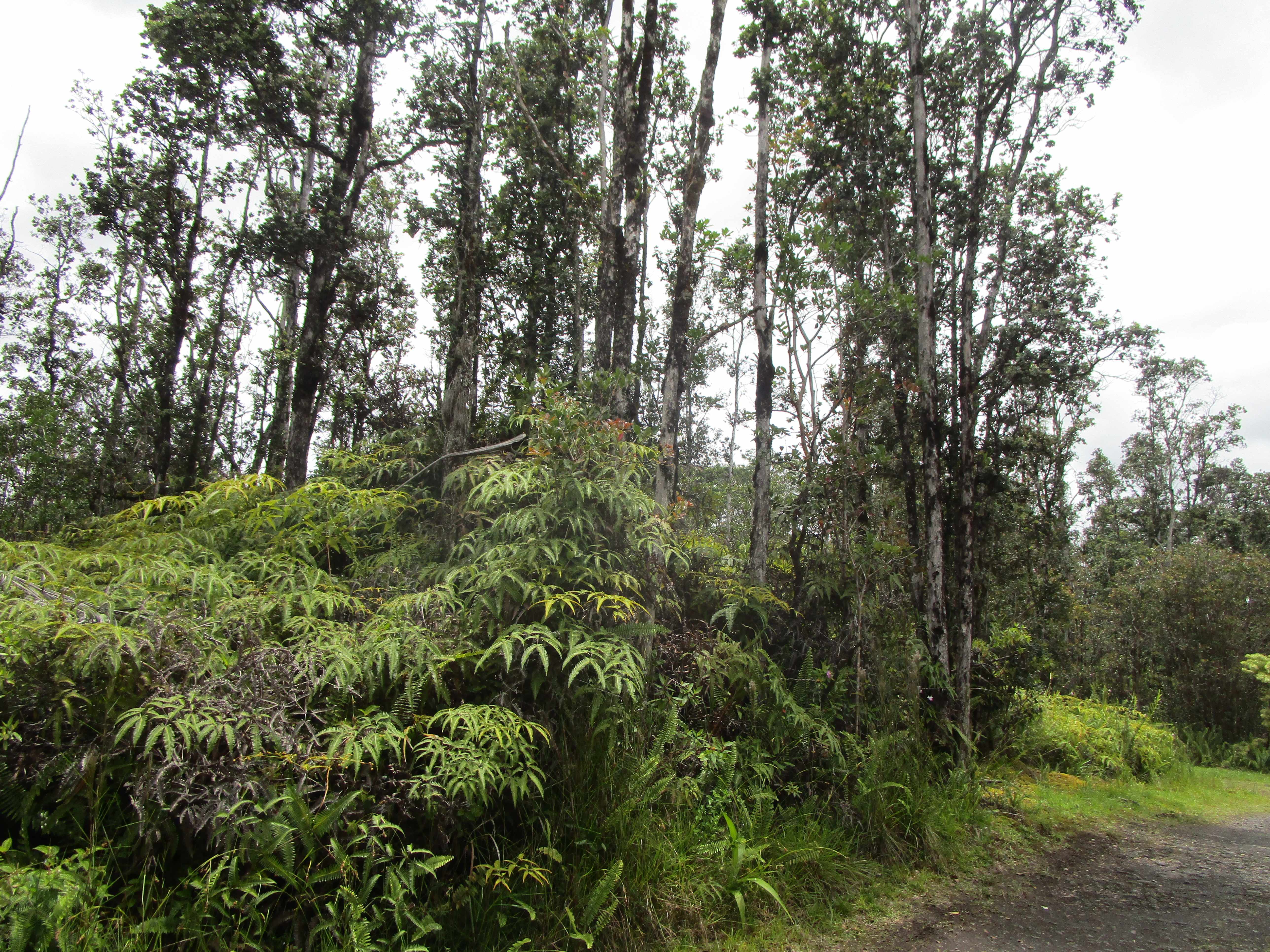 Mountain View, HI 96760,ROAD 9 (KOLOA MAOLI)