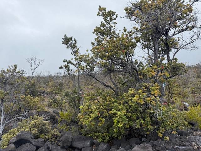 Ocean View, HI 96737,92-8527 IWALANI CIRCLE MAKAI