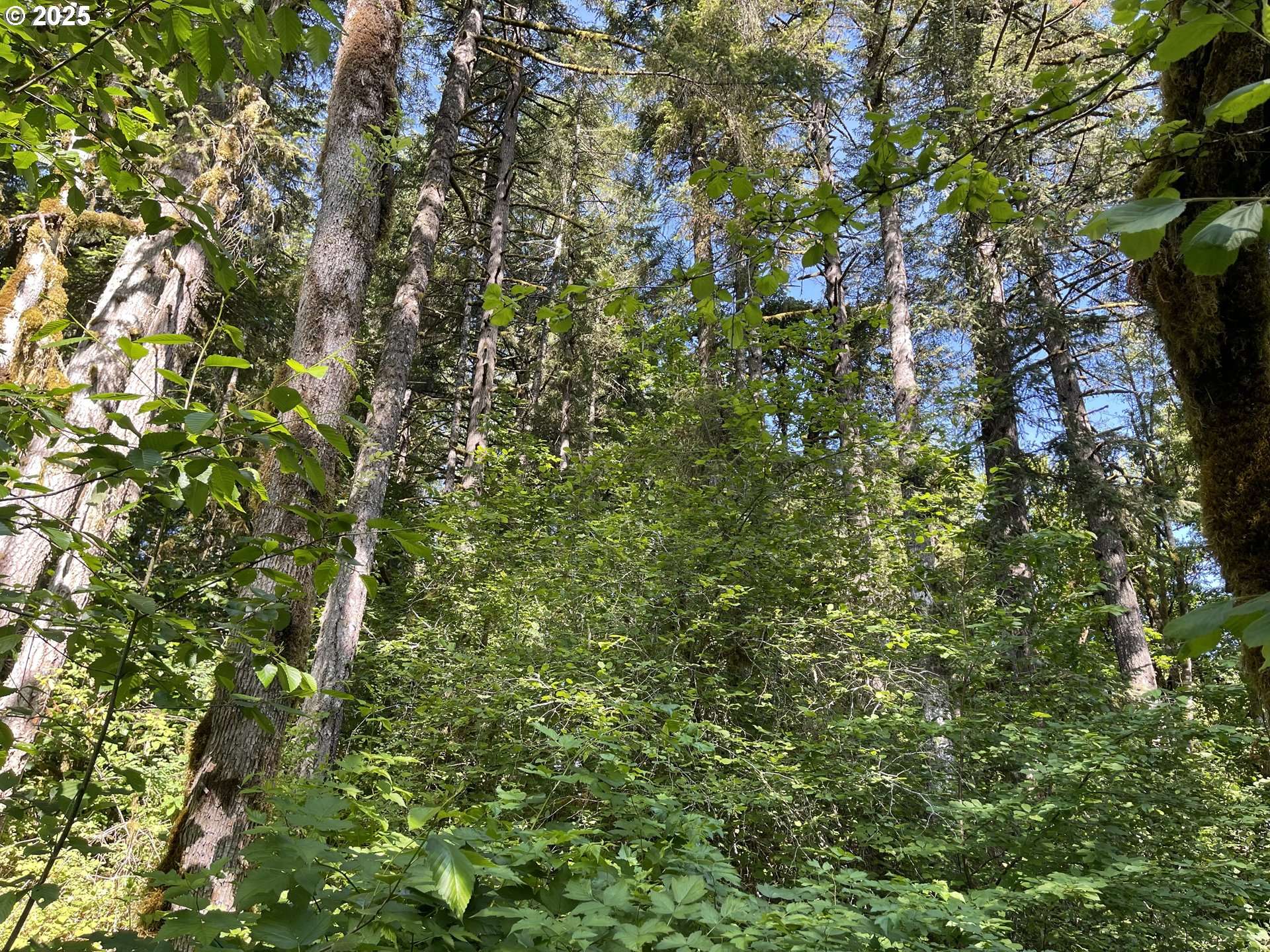 Willamina, OR 97396,Rock Creek RD
