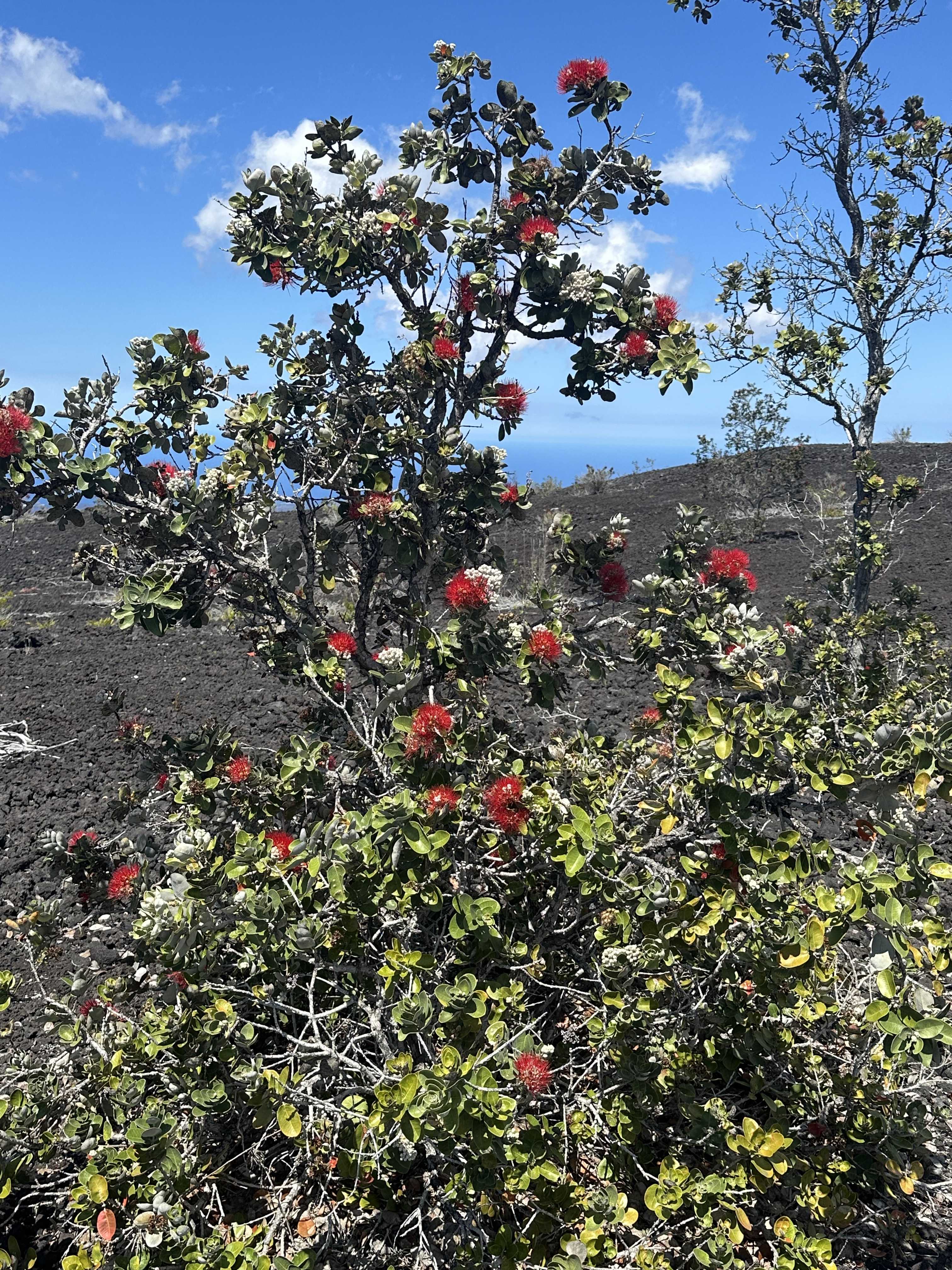 Ocean View, HI 96737,92-8961 TIKI LN