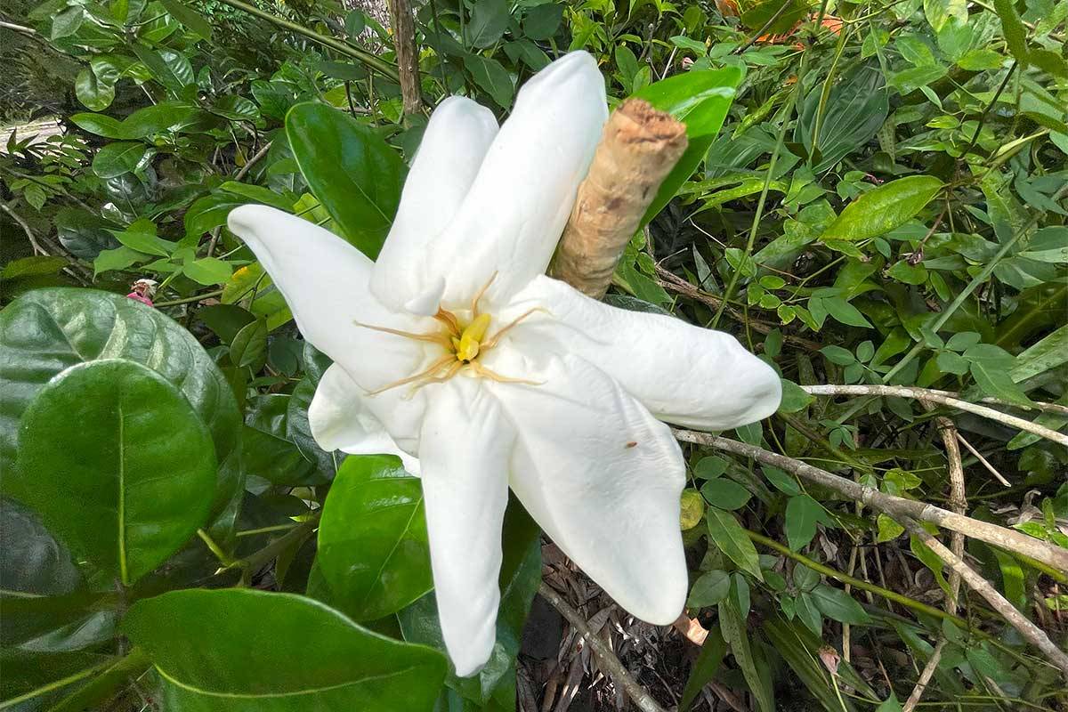 Pahoa, HI 96778,KAIHULALI ST