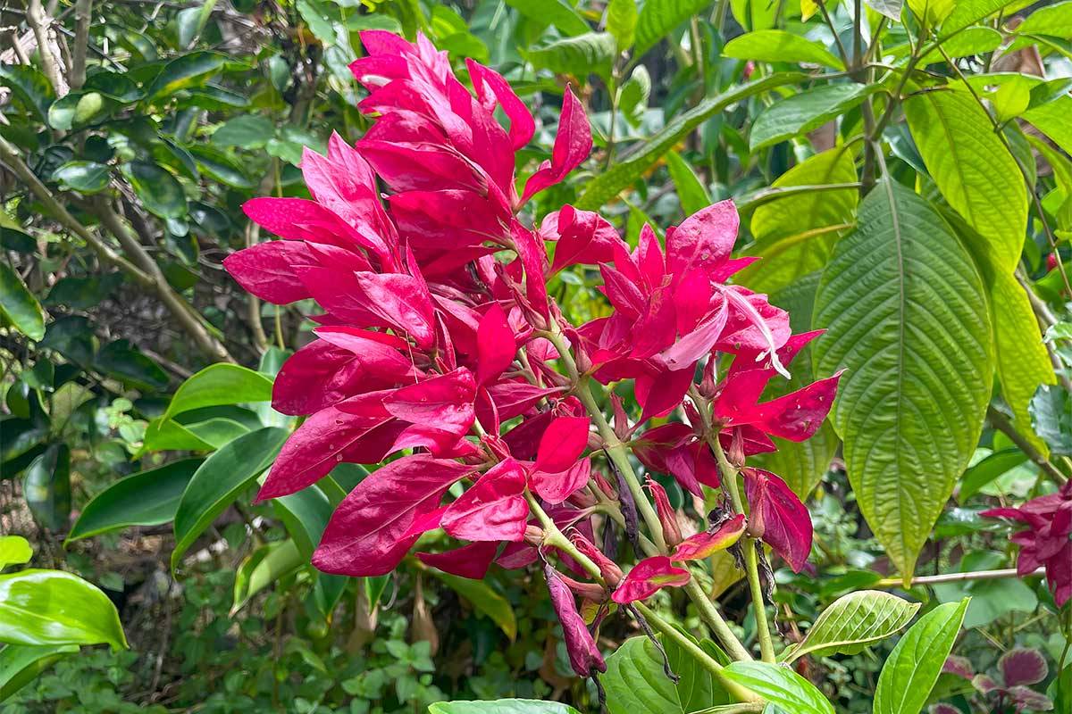 Pahoa, HI 96778,KAIHULALI ST