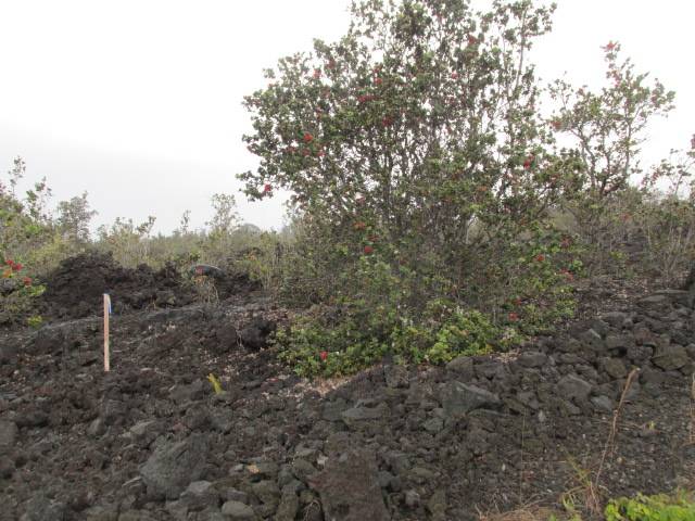 Ocean View, HI 96737,KING KAMEHAMEHA BLVD