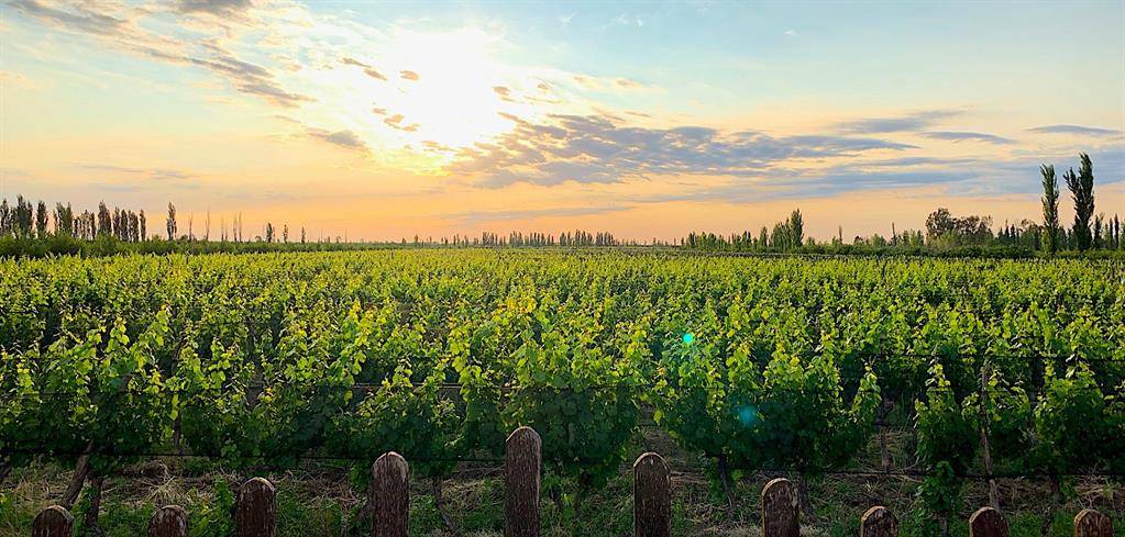 Mendoza, 55000,123456 Bodega Mendoza