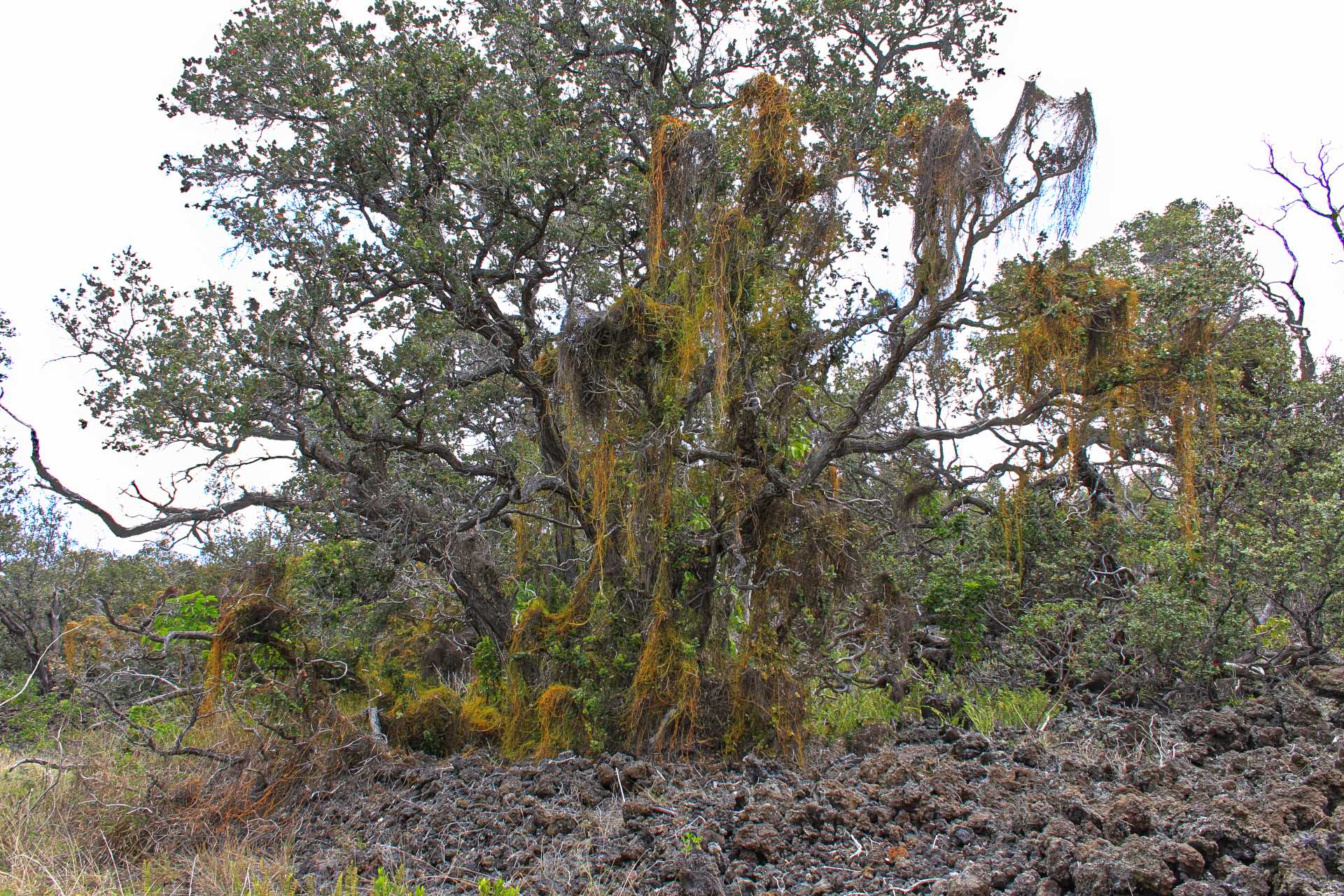 Ocean View, HI 96737,BOUGAINVILLAEA DR