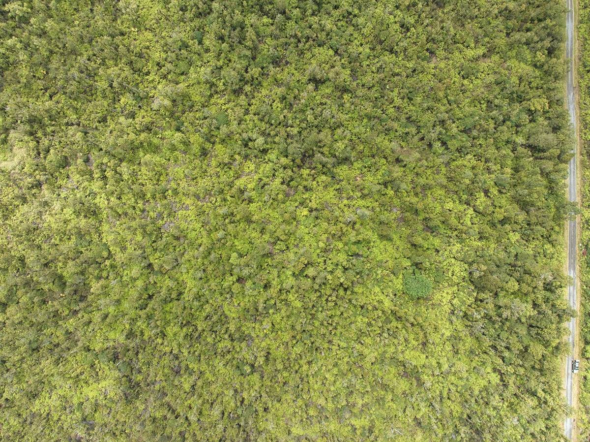 Volcano, HI 96785,ALA NAULANI RD