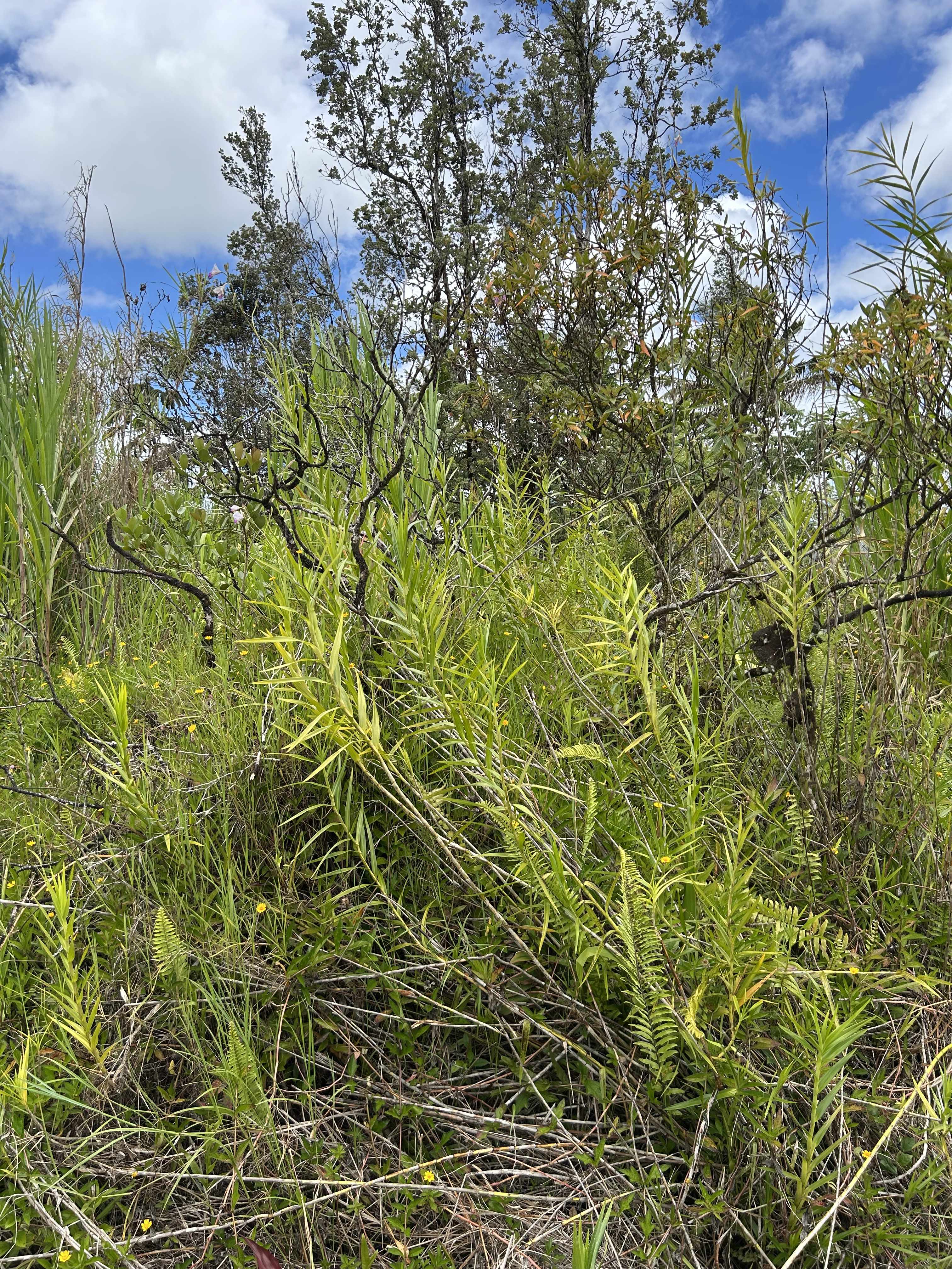 Pahoa, HI 96778,SILVERSWORD DR