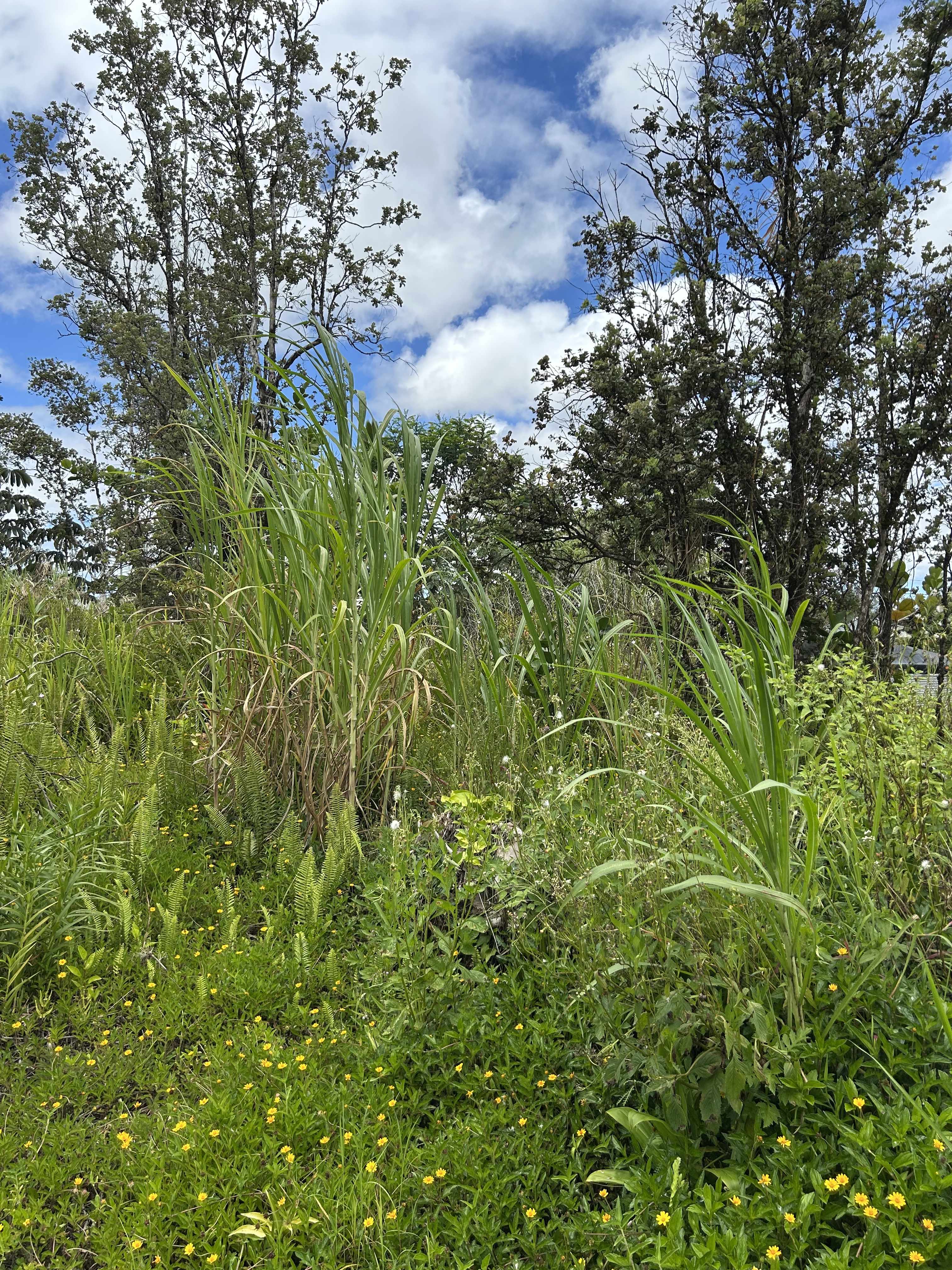 Pahoa, HI 96778,SILVERSWORD DR