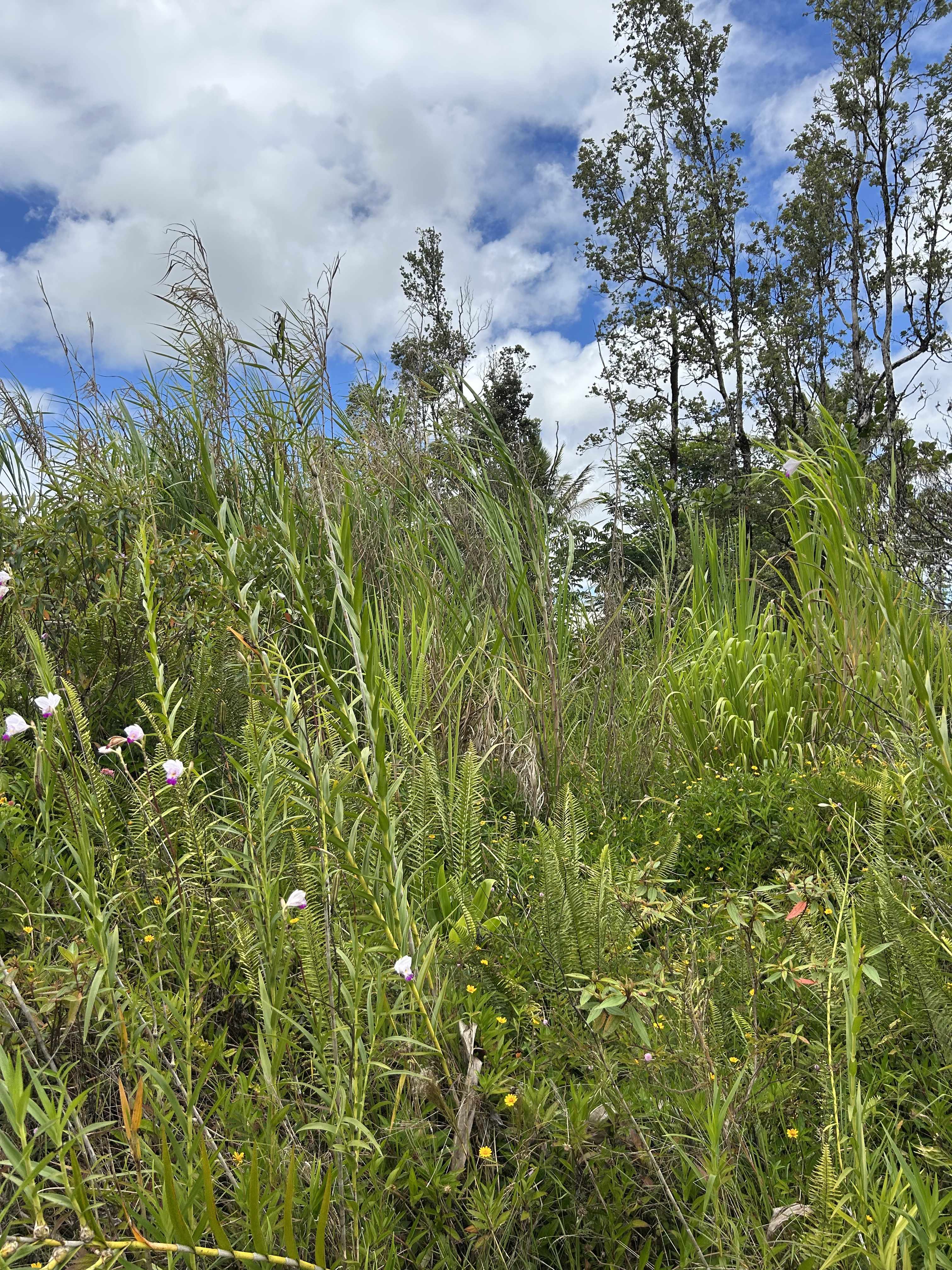 Pahoa, HI 96778,SILVERSWORD DR