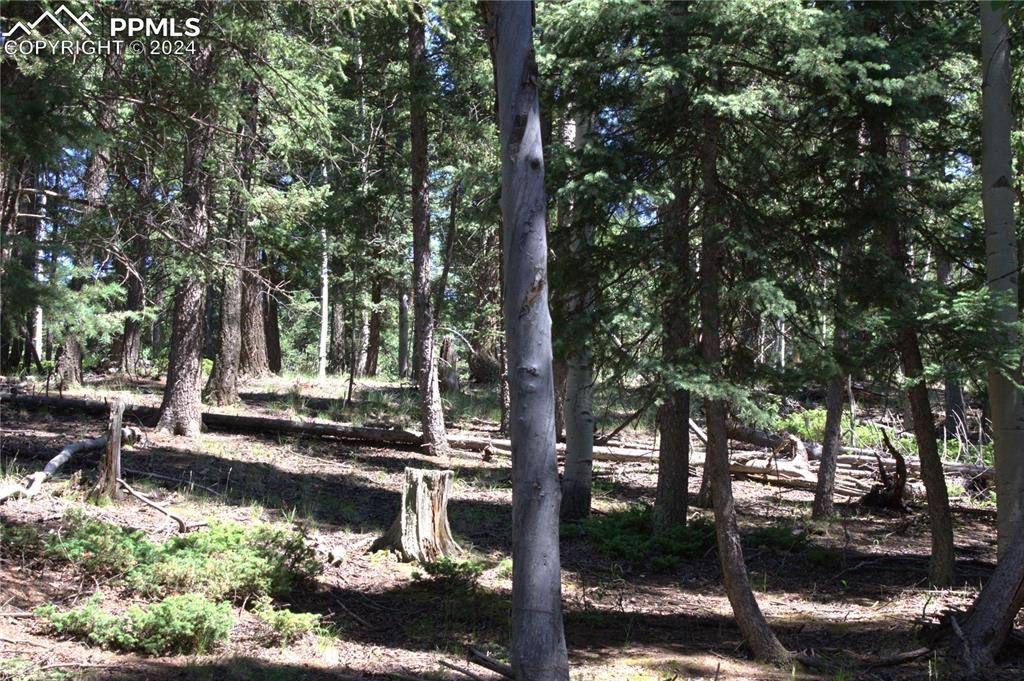 Florissant, CO 80816,358 Pawutsy RD