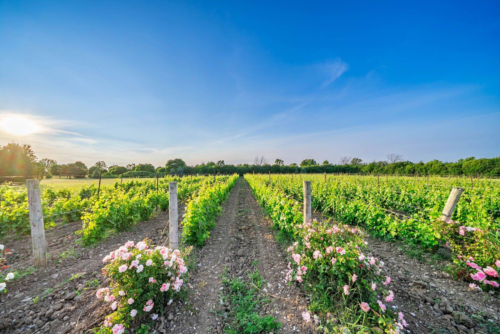 Prince Edward County, ON K0K 3L0,37 Bellavista DR