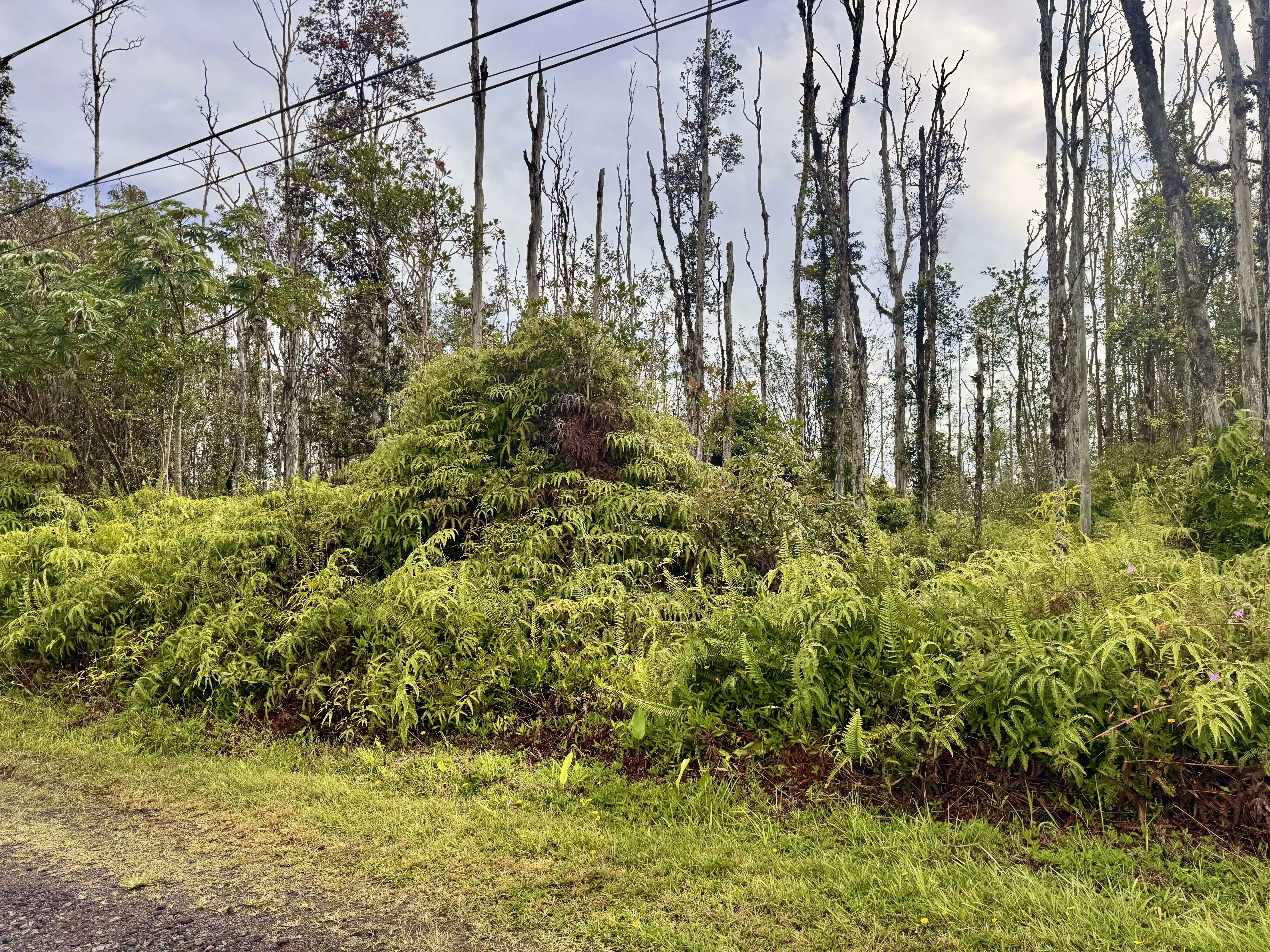 Pahoa, HI 96778,16-2165 SUGARCANE LN