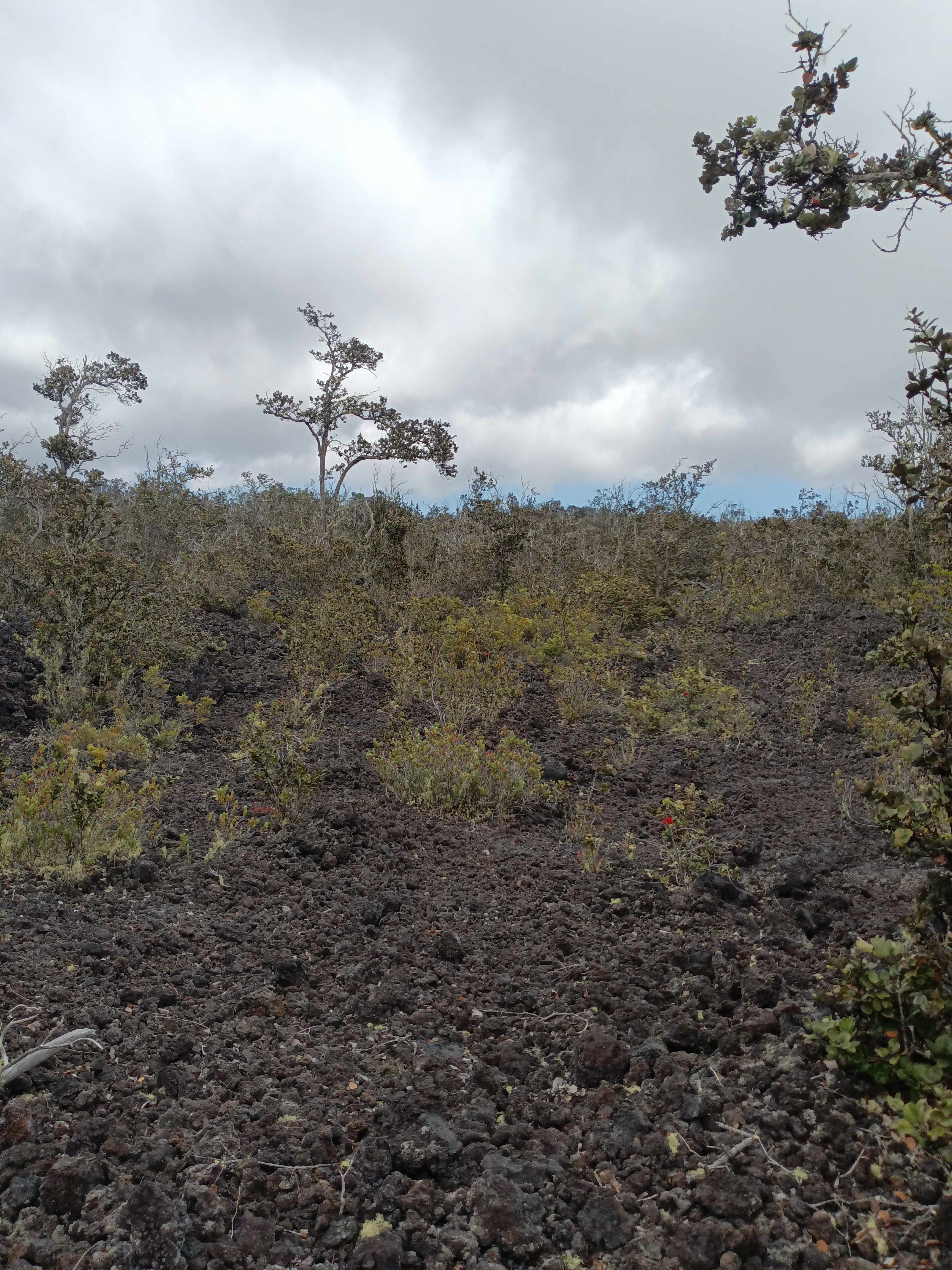 Ocean View, HI 96737,BAMBOO LN