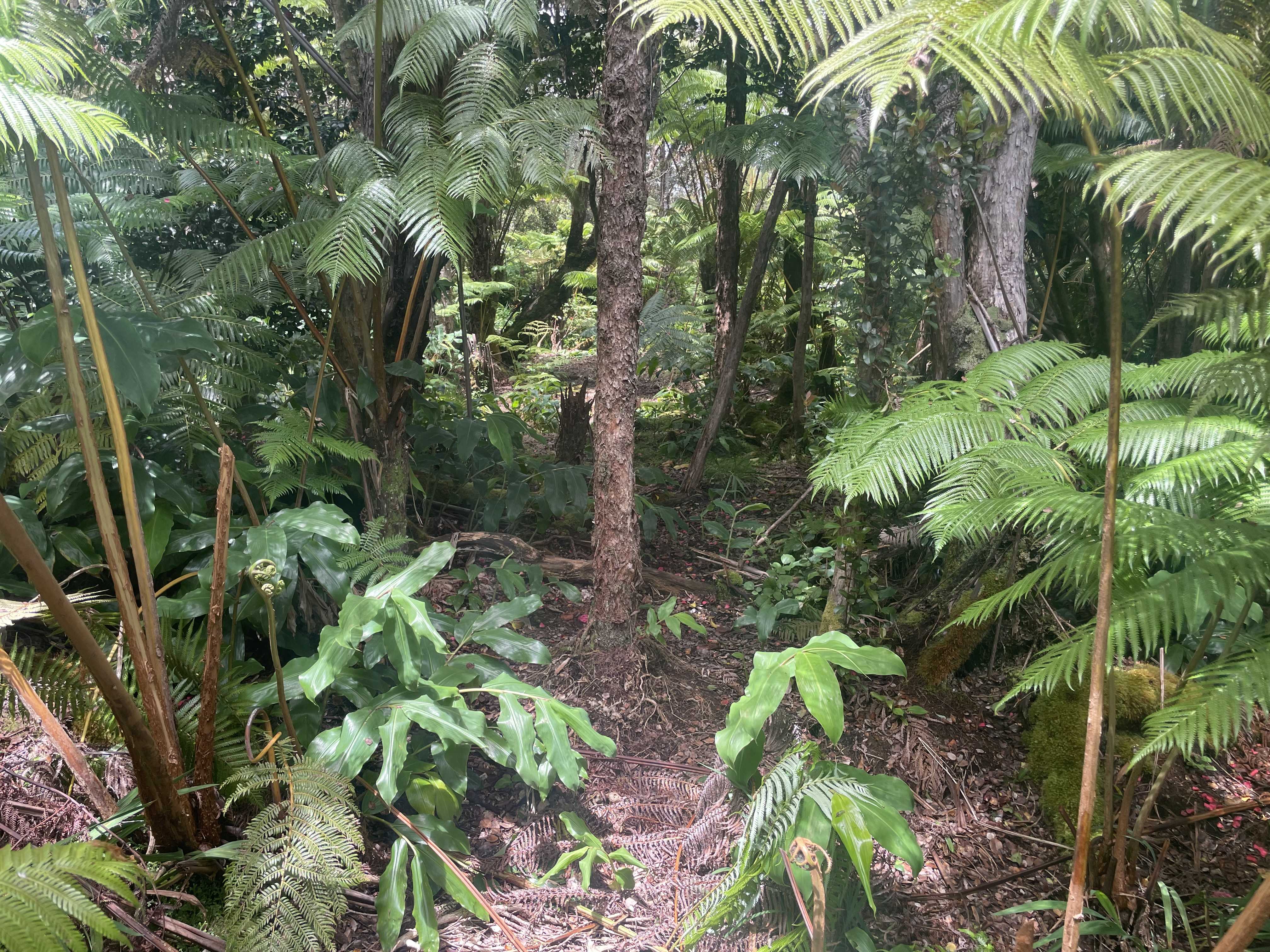 19-4122 KALANI HONUA LOOP, Volcano, HI 96785