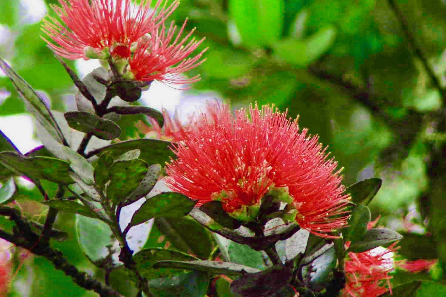 Mountain View, HI 96760,16-1495 IO KEA RD