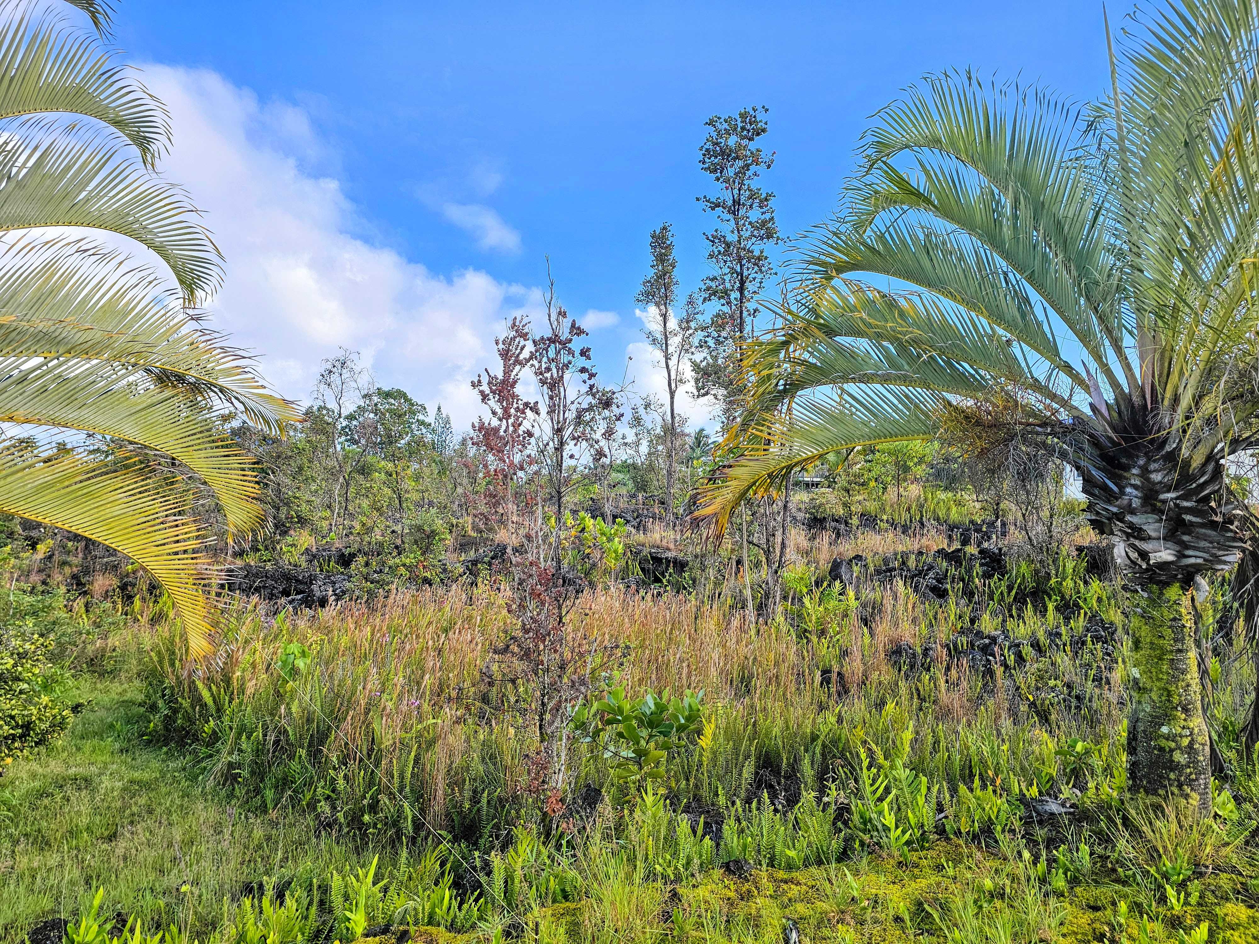 Pahoa, HI 96778,KALAUNU ST