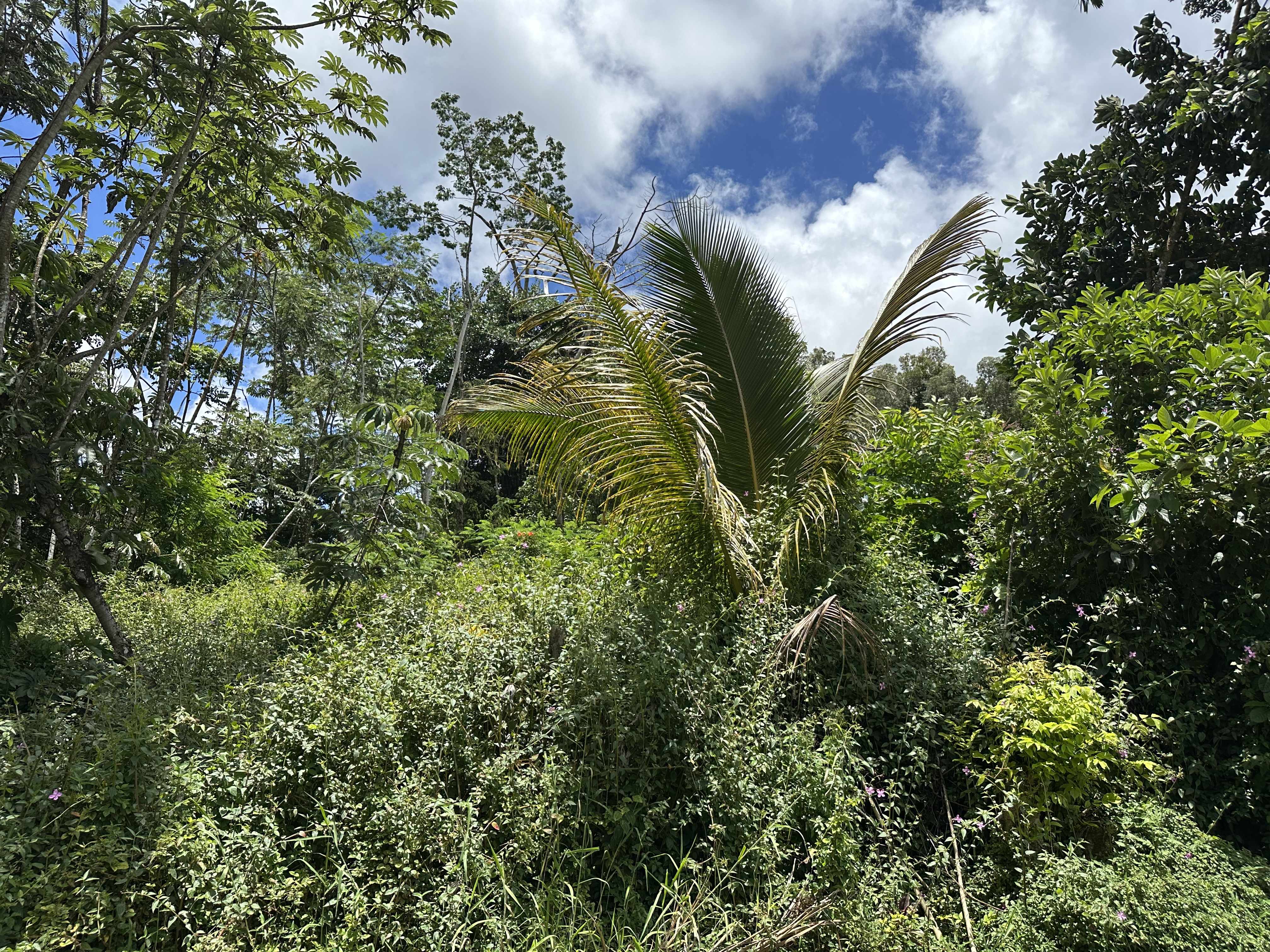 Pahoa, HI 96778,HOLIDAY RD