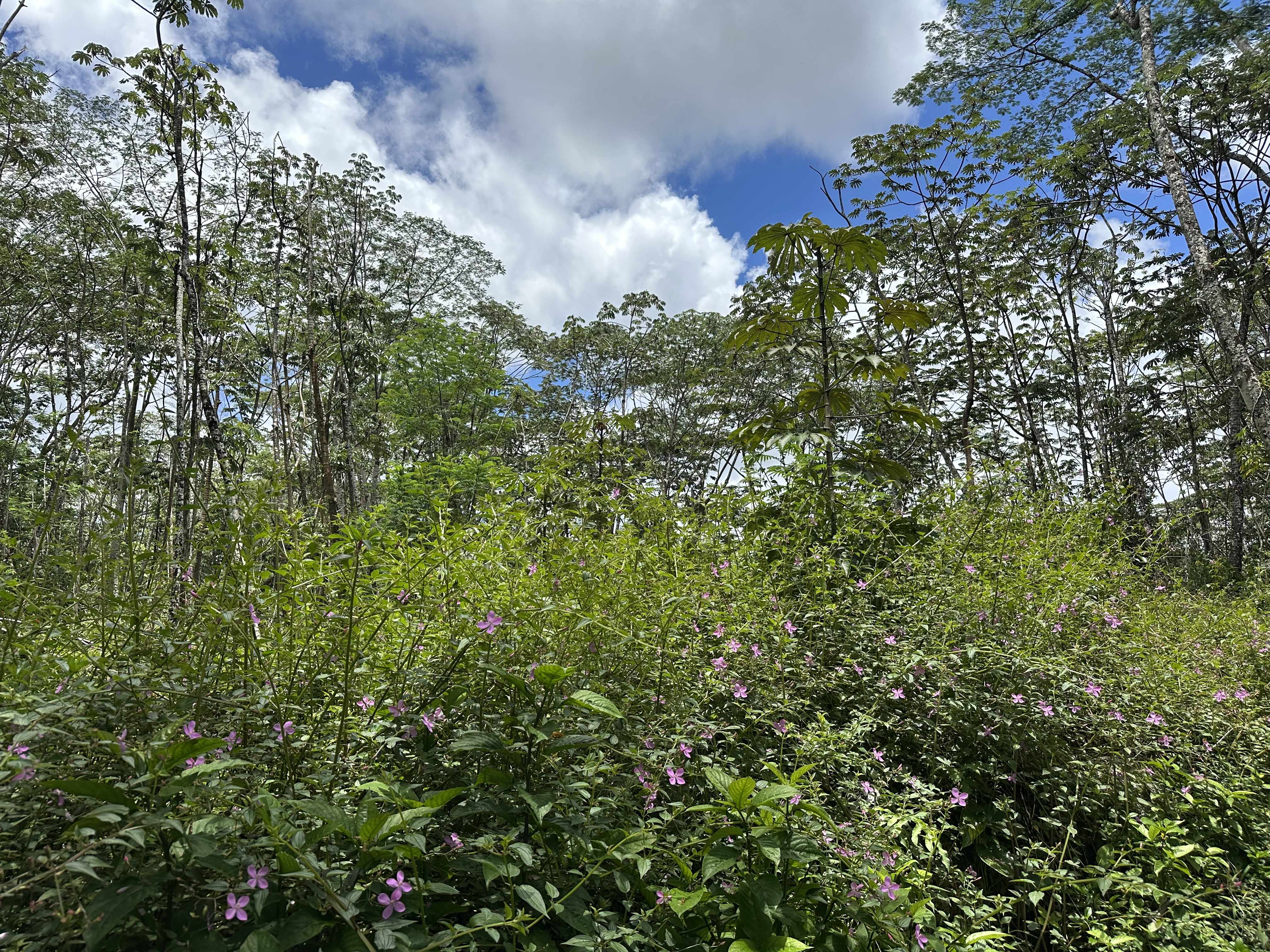 Pahoa, HI 96778,PLUMERIA RD