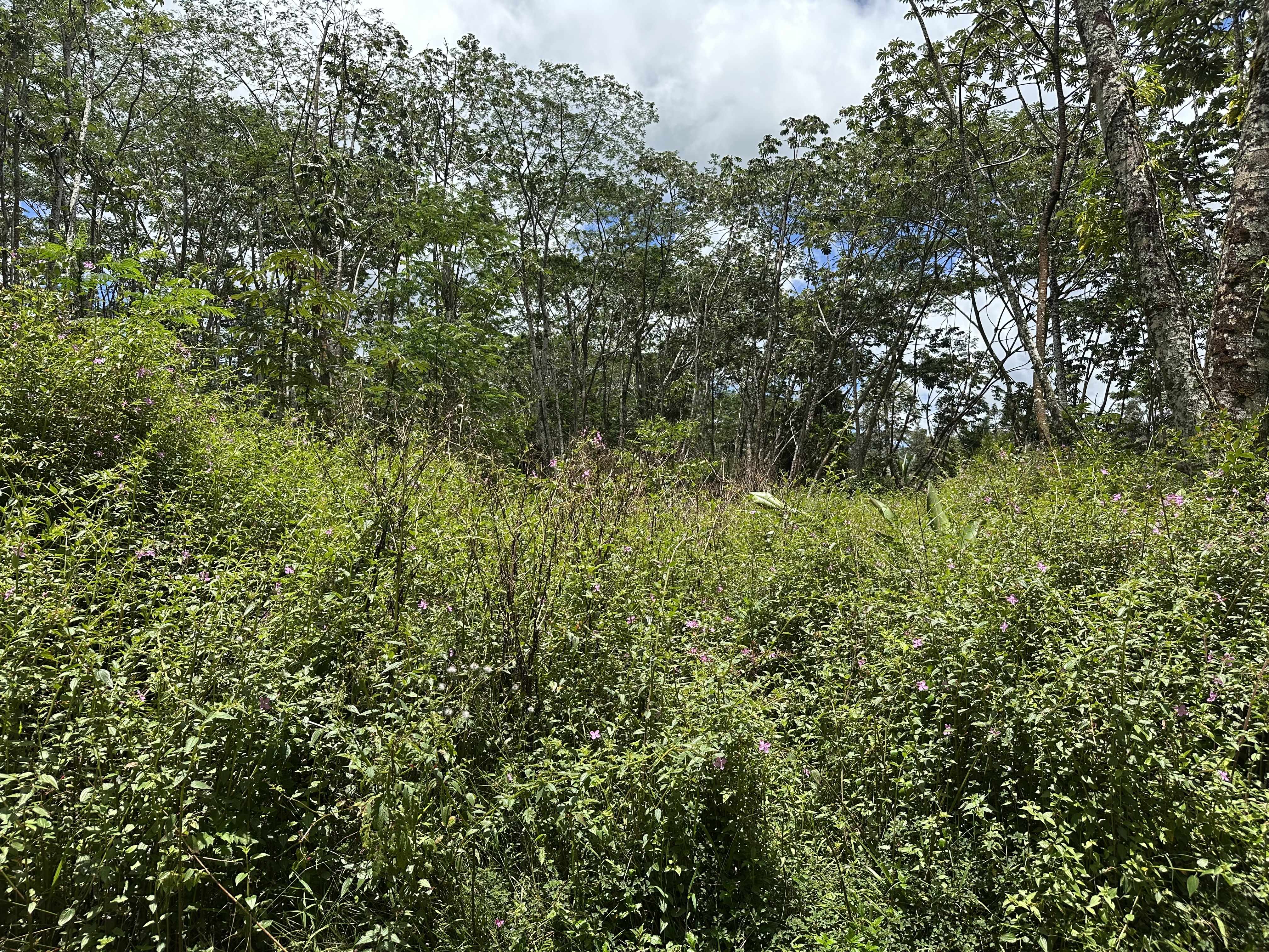 Pahoa, HI 96778,PLUMERIA RD