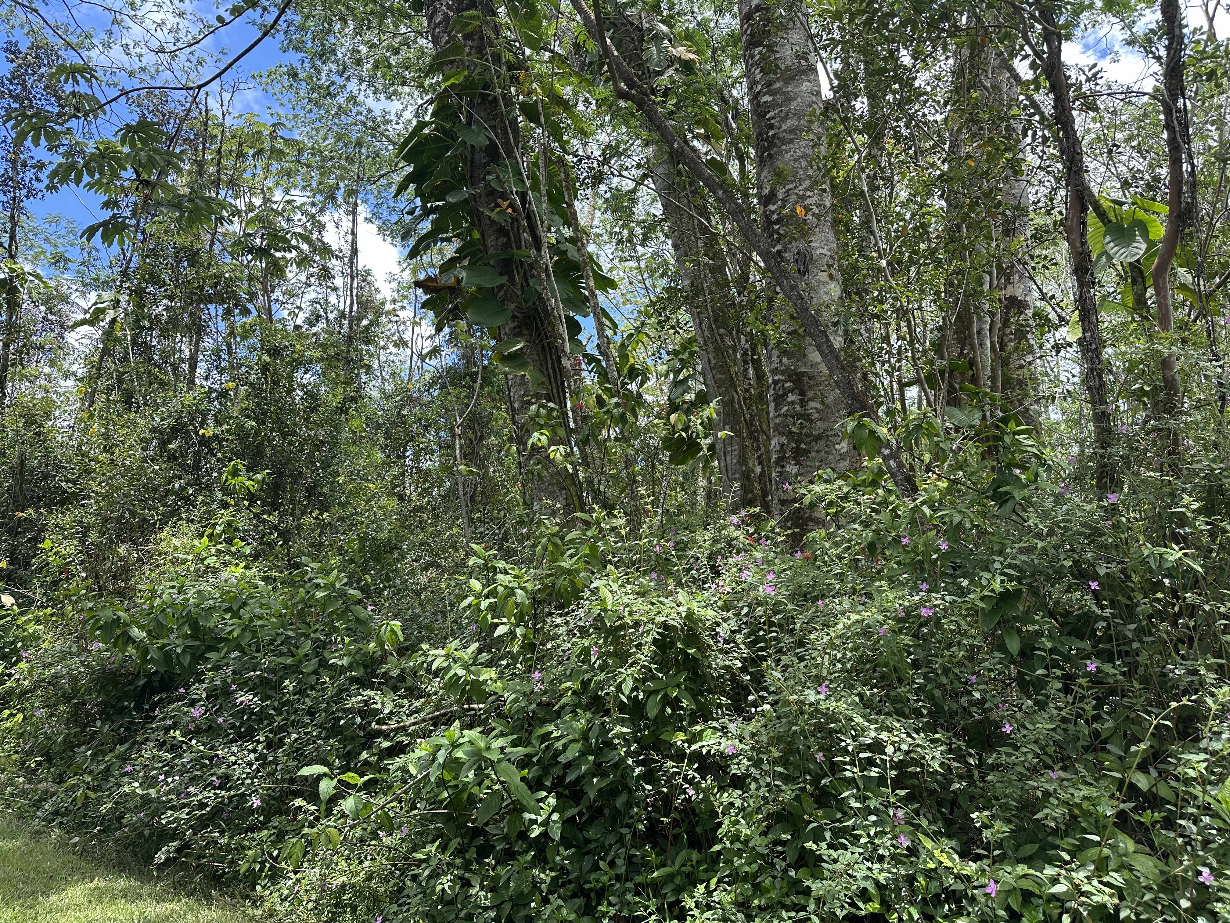 Pahoa, HI 96778,PLUMERIA RD