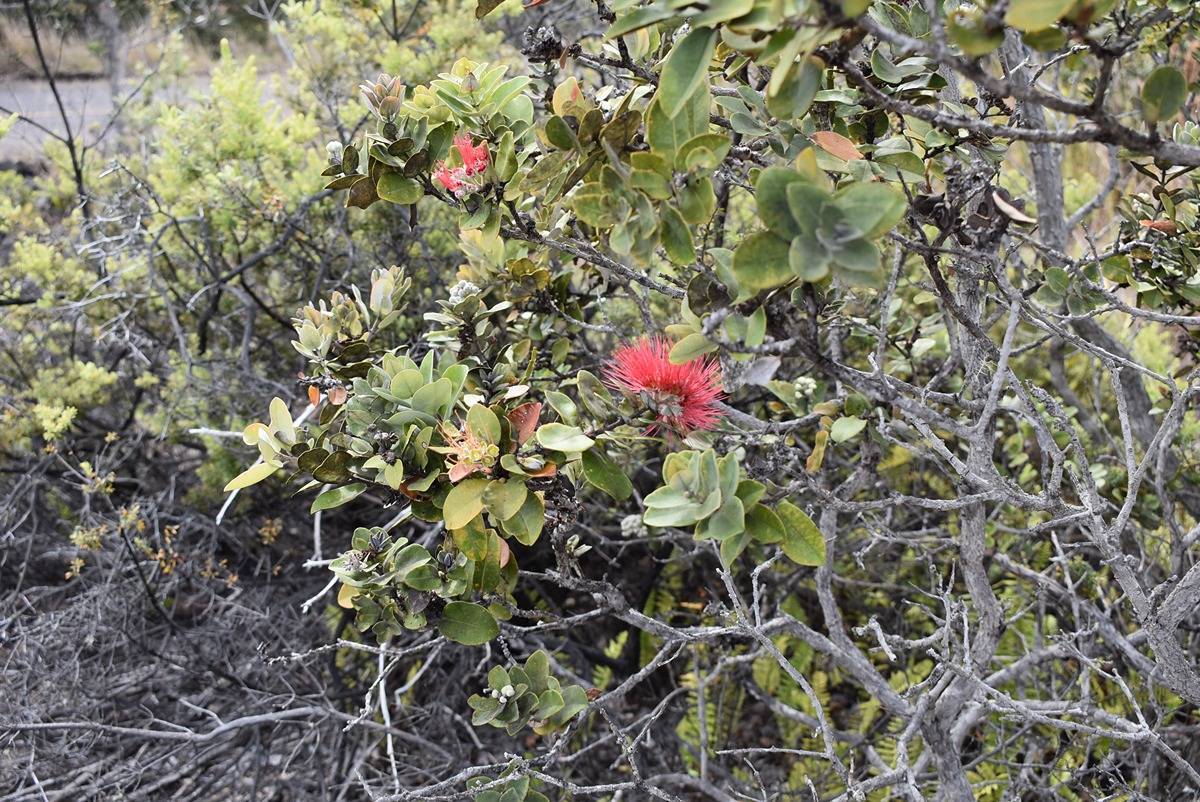 Ocean View, HI 96737,CATAMARAN LN