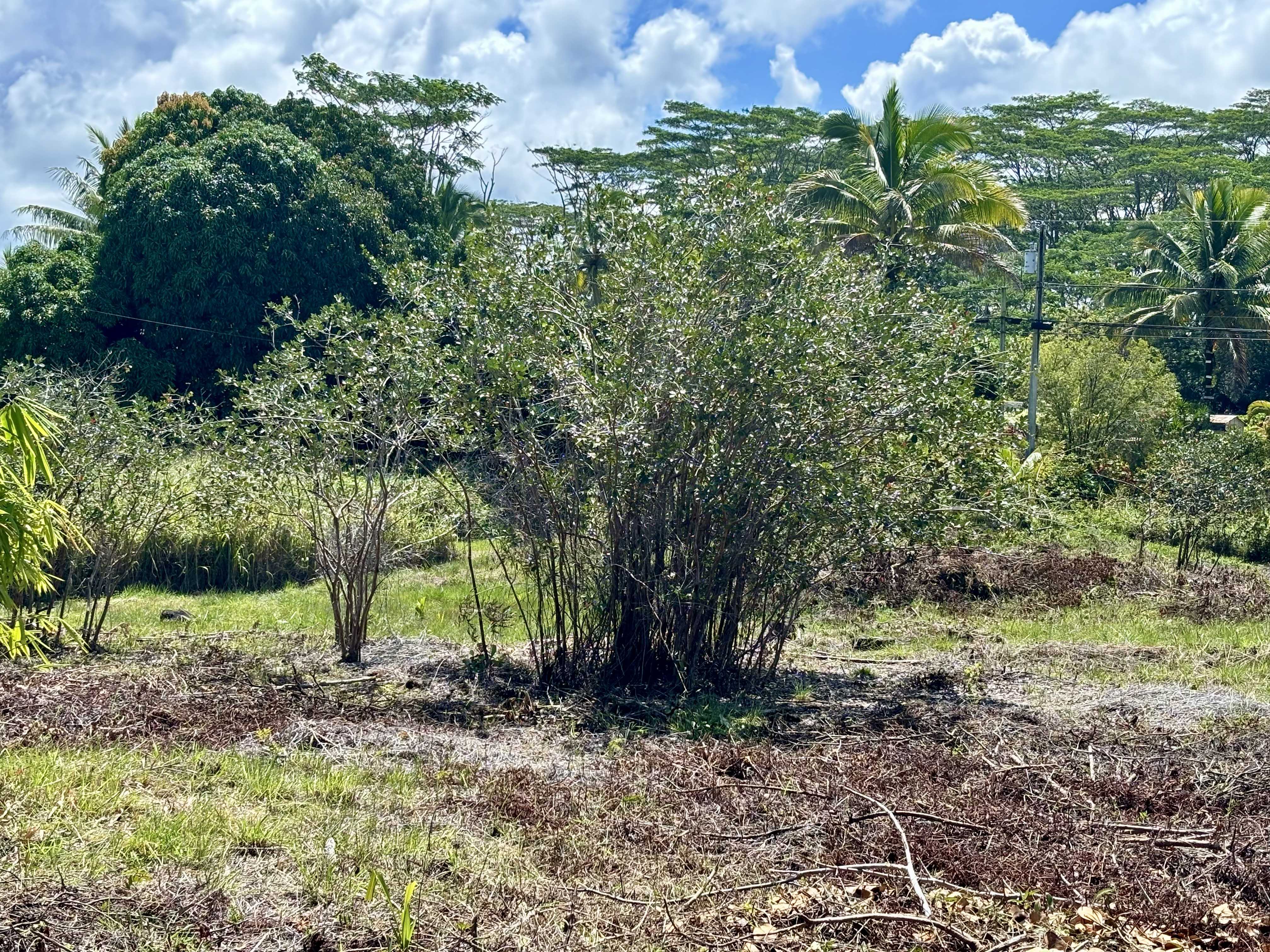 15-1429 16TH AVE, Keaau, HI 96749