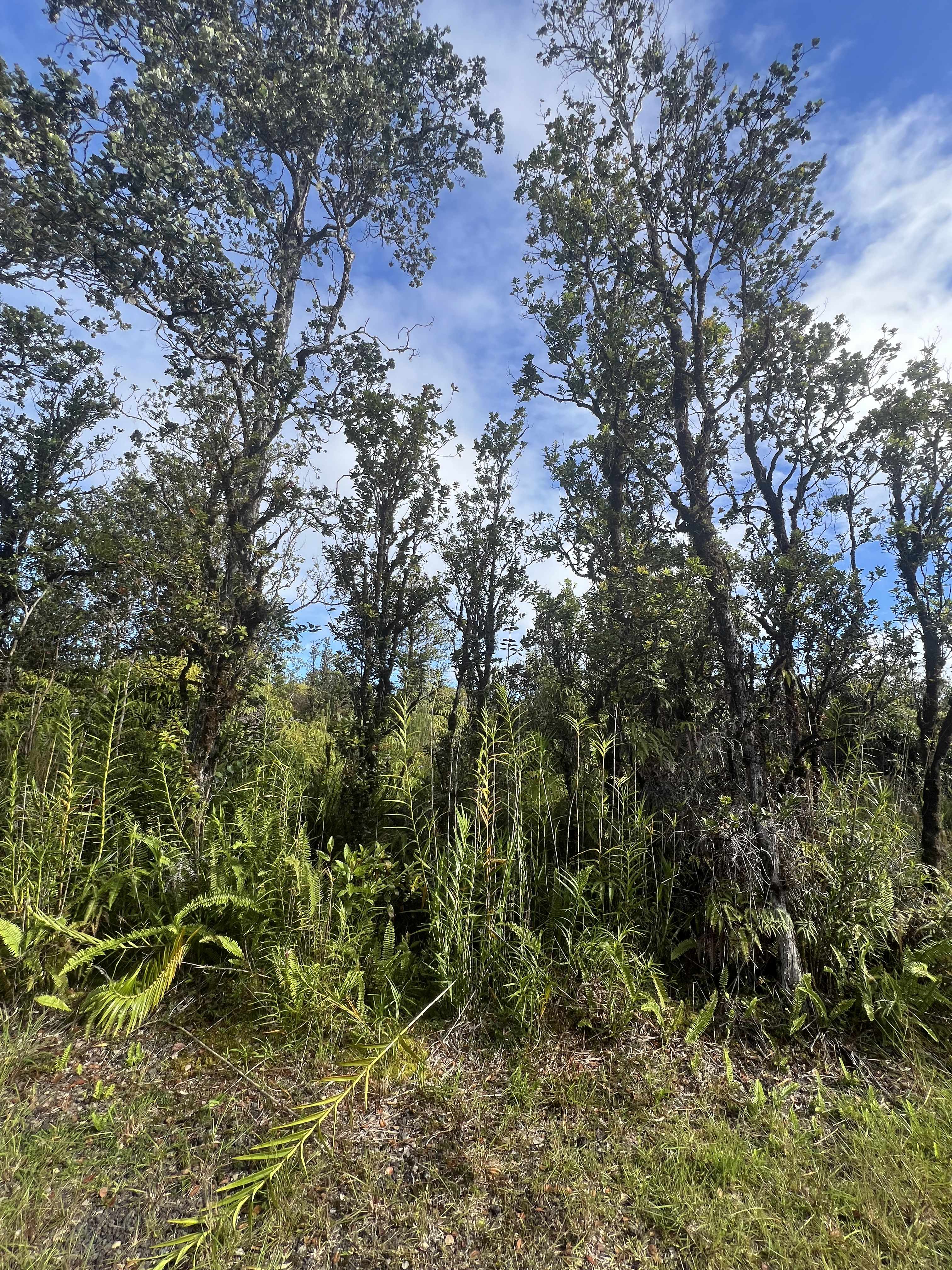 Mountain View, HI 96771,WAILELE ST