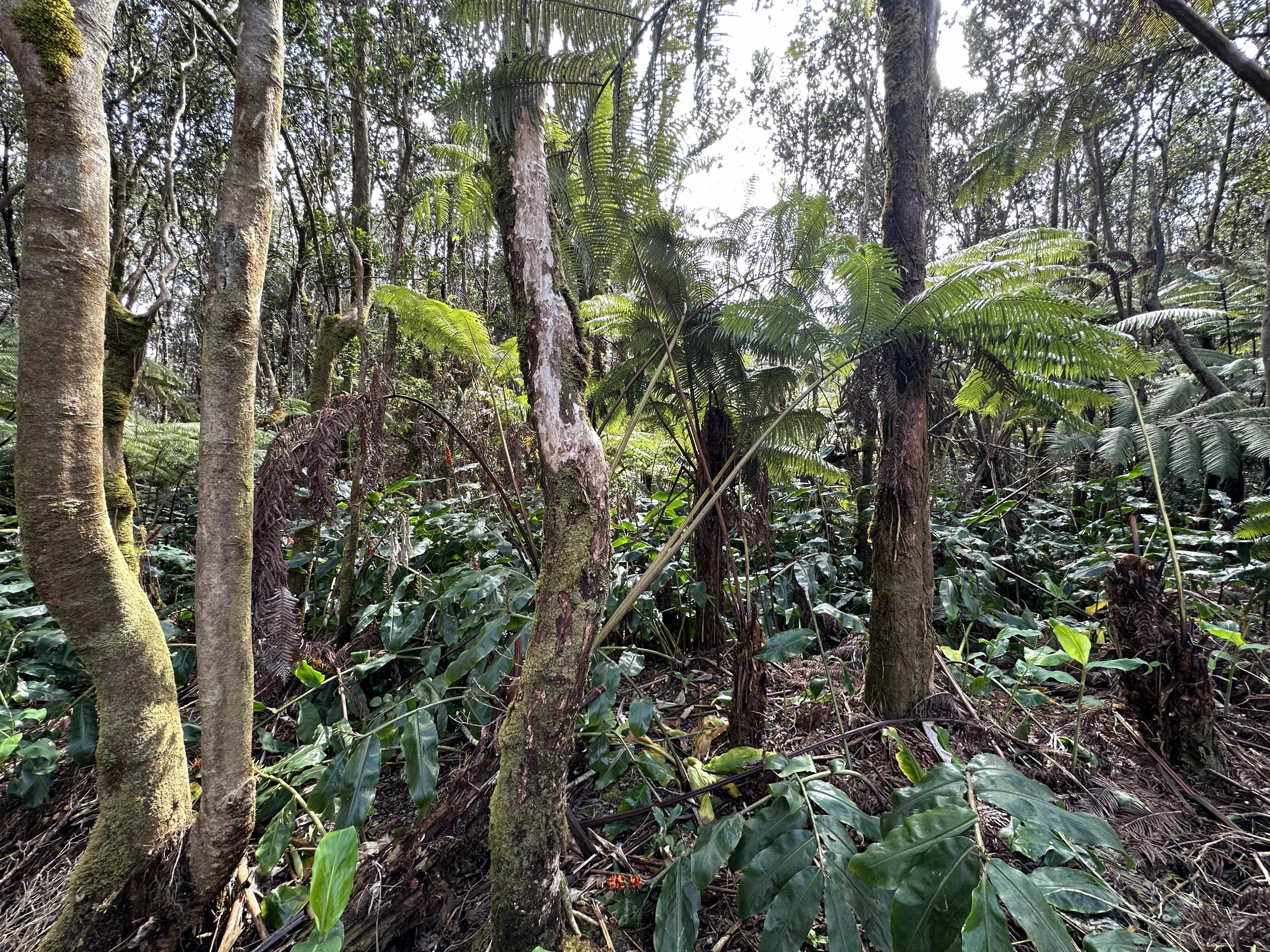 Volcano, HI 96785,11-3891 3RD ST